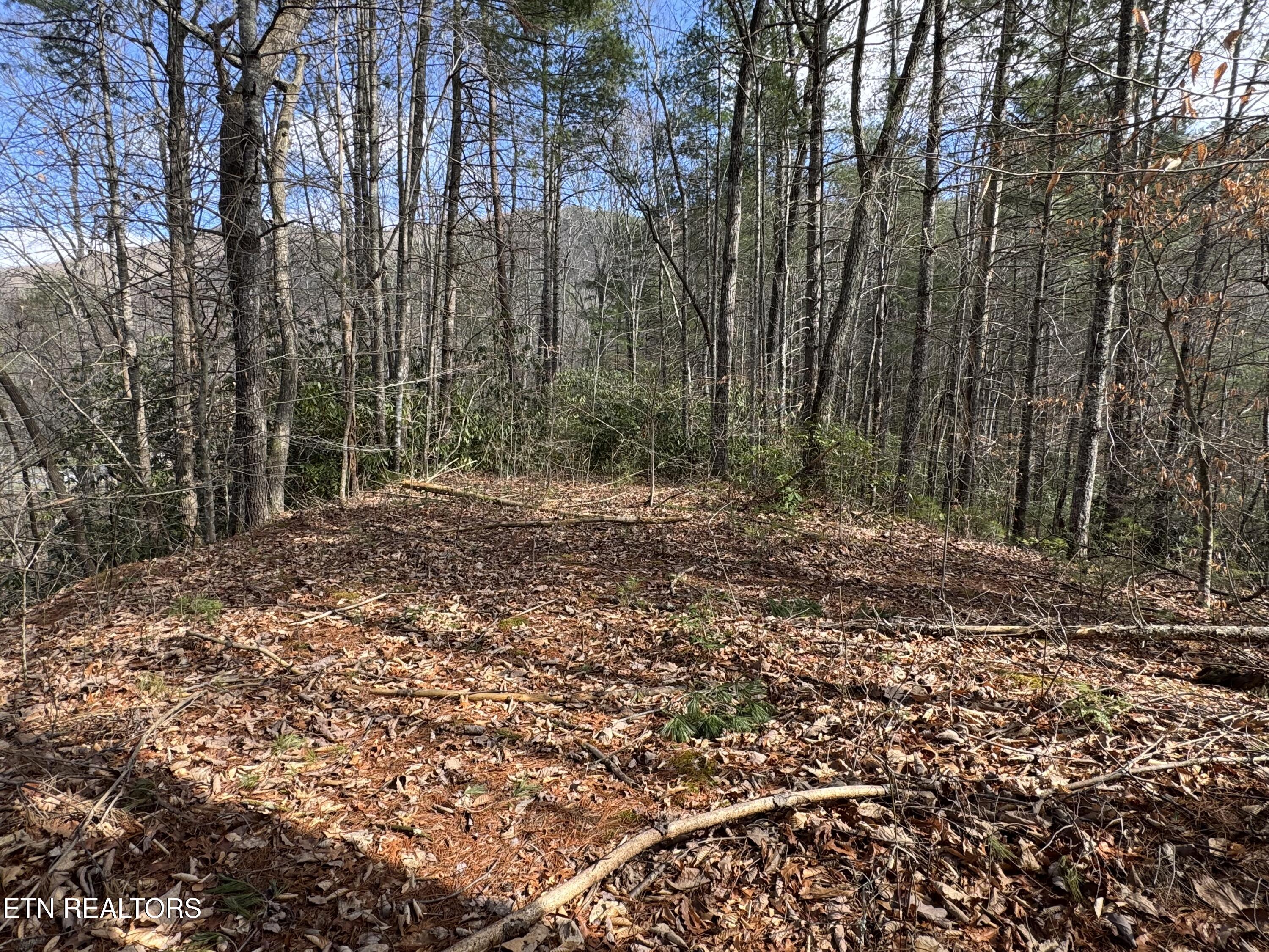 Cougar Trail Del Rio TN 37727