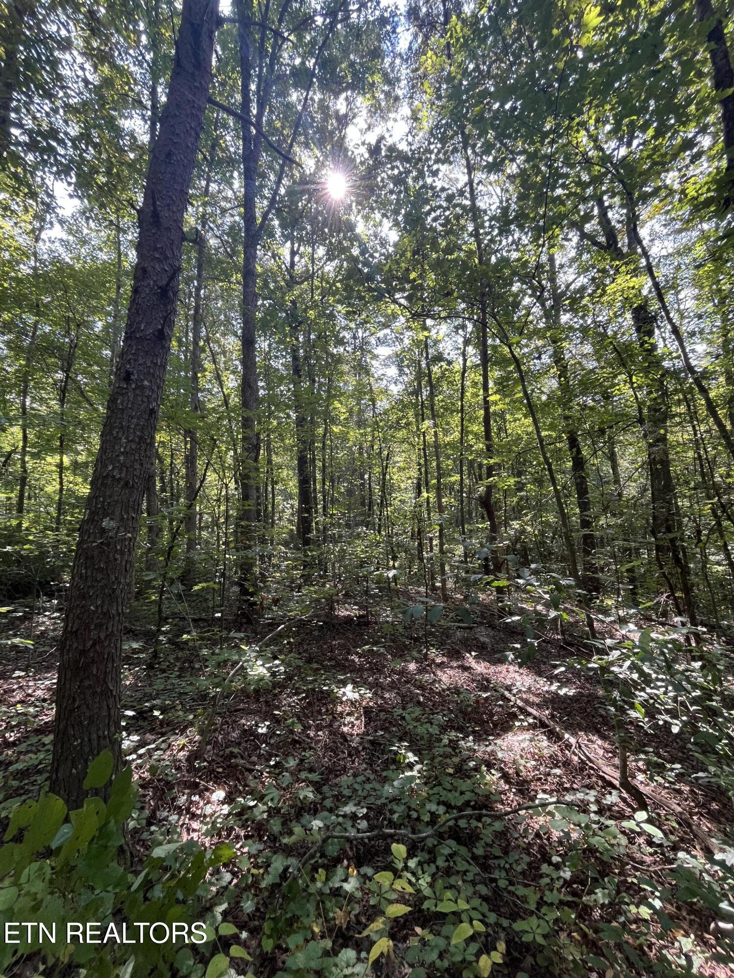 552 New Providence Road Tellico Plains TN 37385