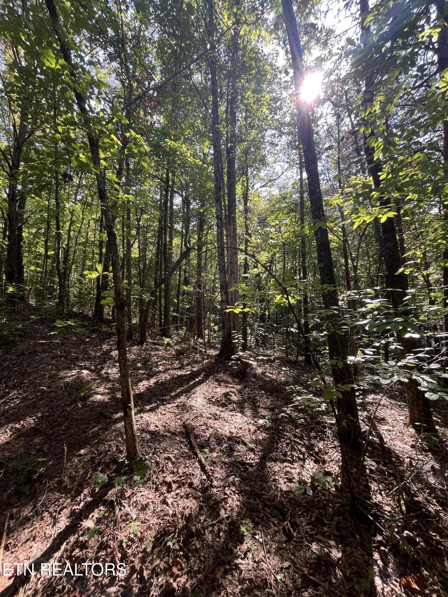 552 New Providence Road Tellico Plains TN 37385