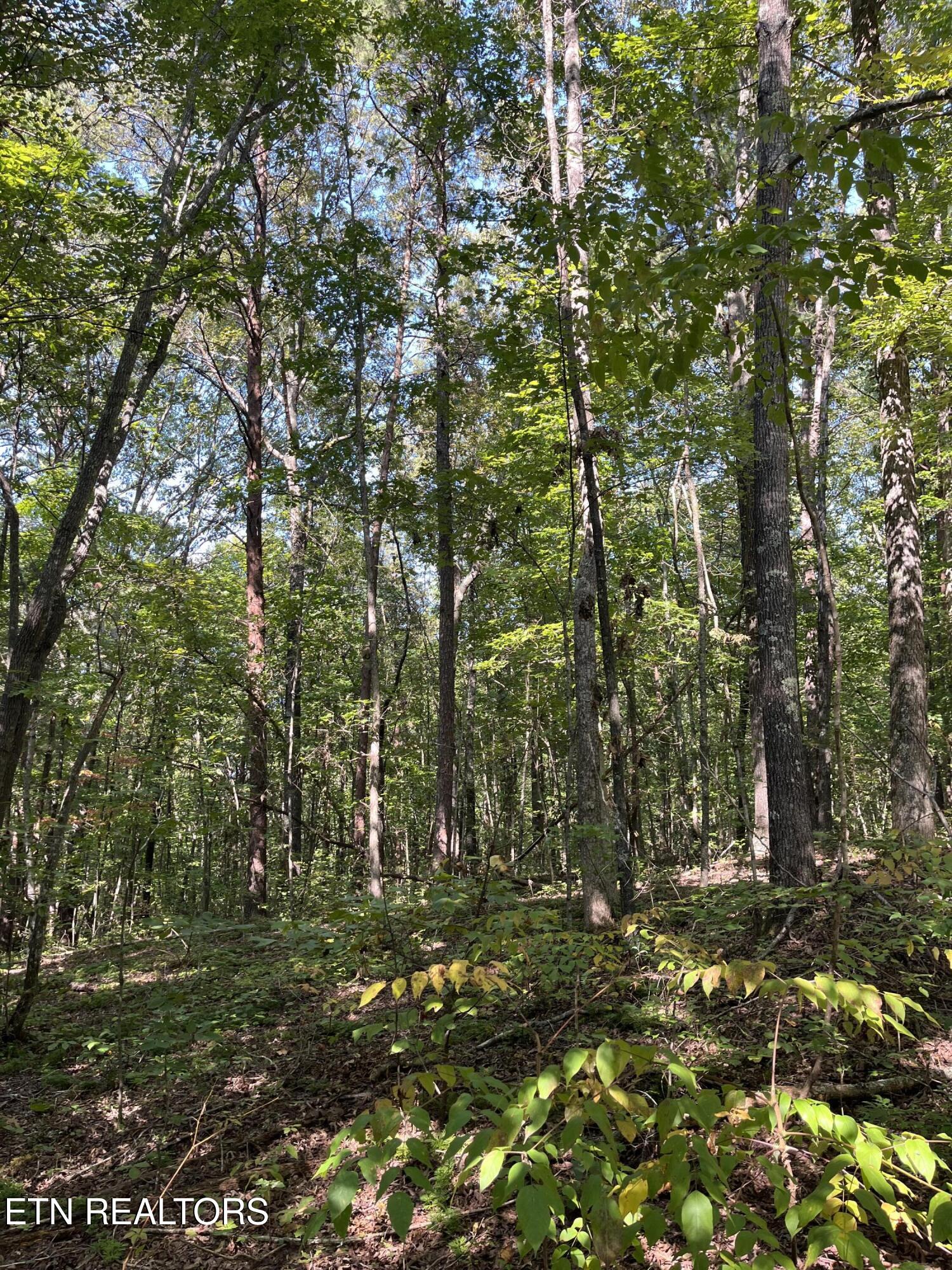 552 New Providence Road Tellico Plains TN 37385