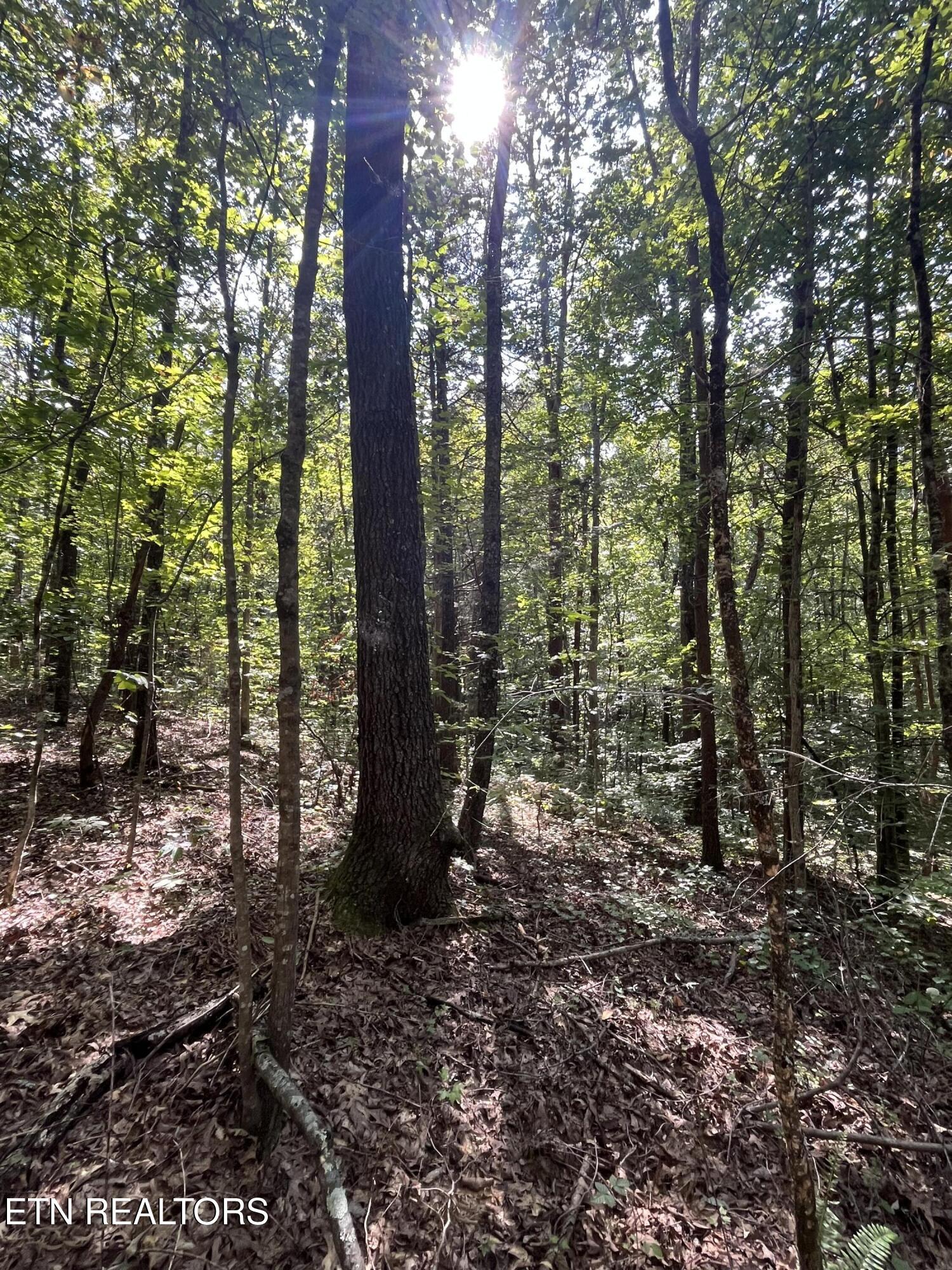 552 New Providence Road Tellico Plains TN 37385