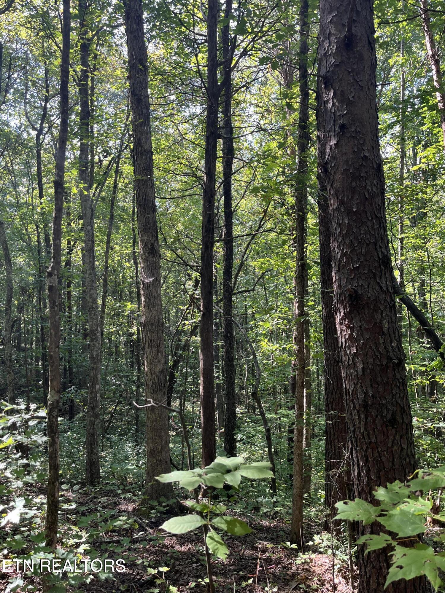 552 New Providence Road Tellico Plains TN 37385