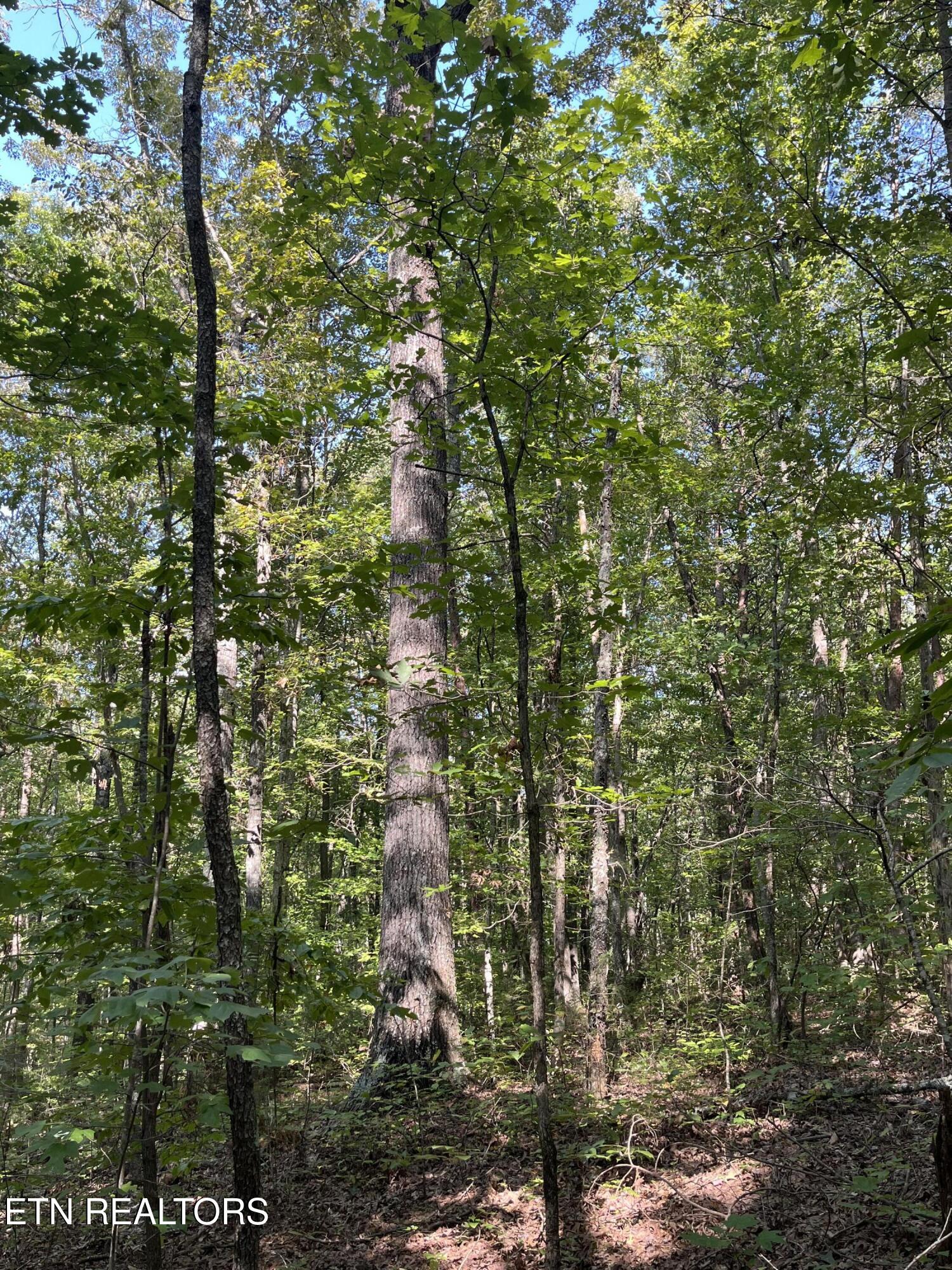 552 New Providence Road Tellico Plains TN 37385
