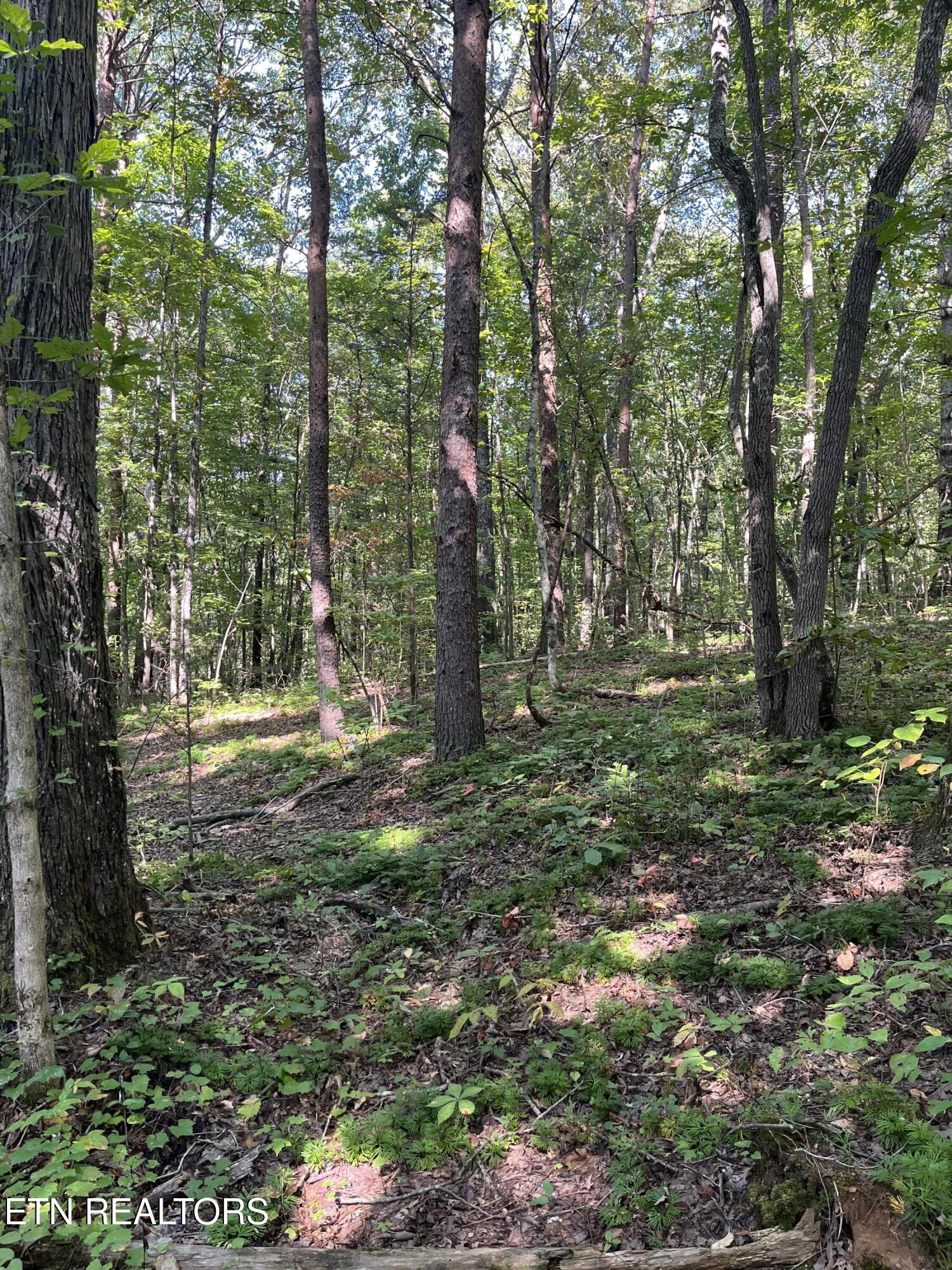 552 New Providence Road Tellico Plains TN 37385