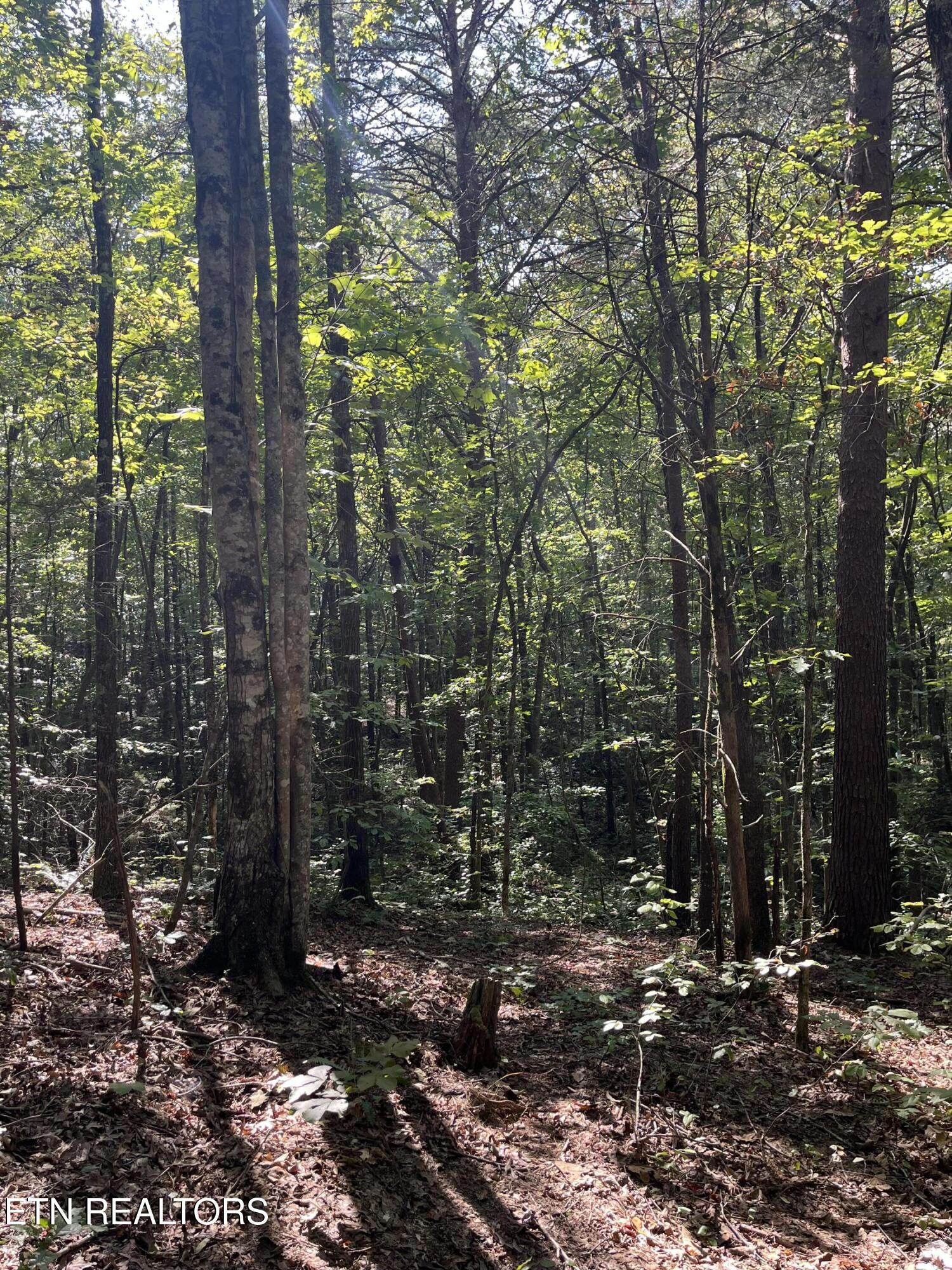 552 New Providence Road Tellico Plains TN 37385