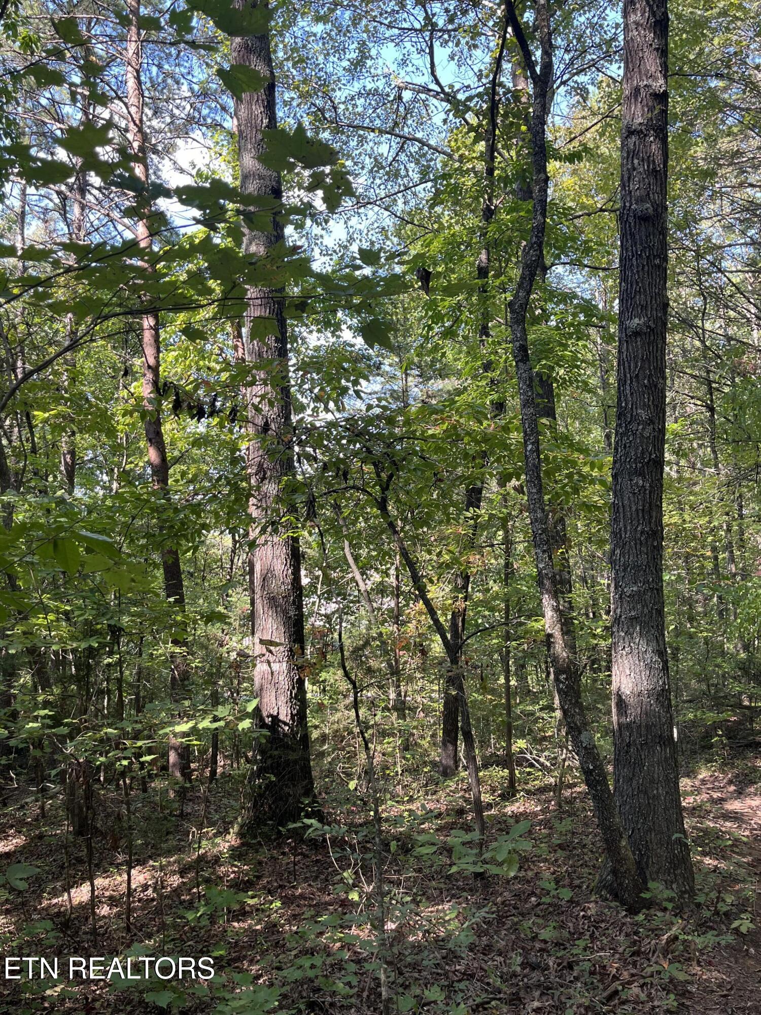 552 New Providence Road Tellico Plains TN 37385