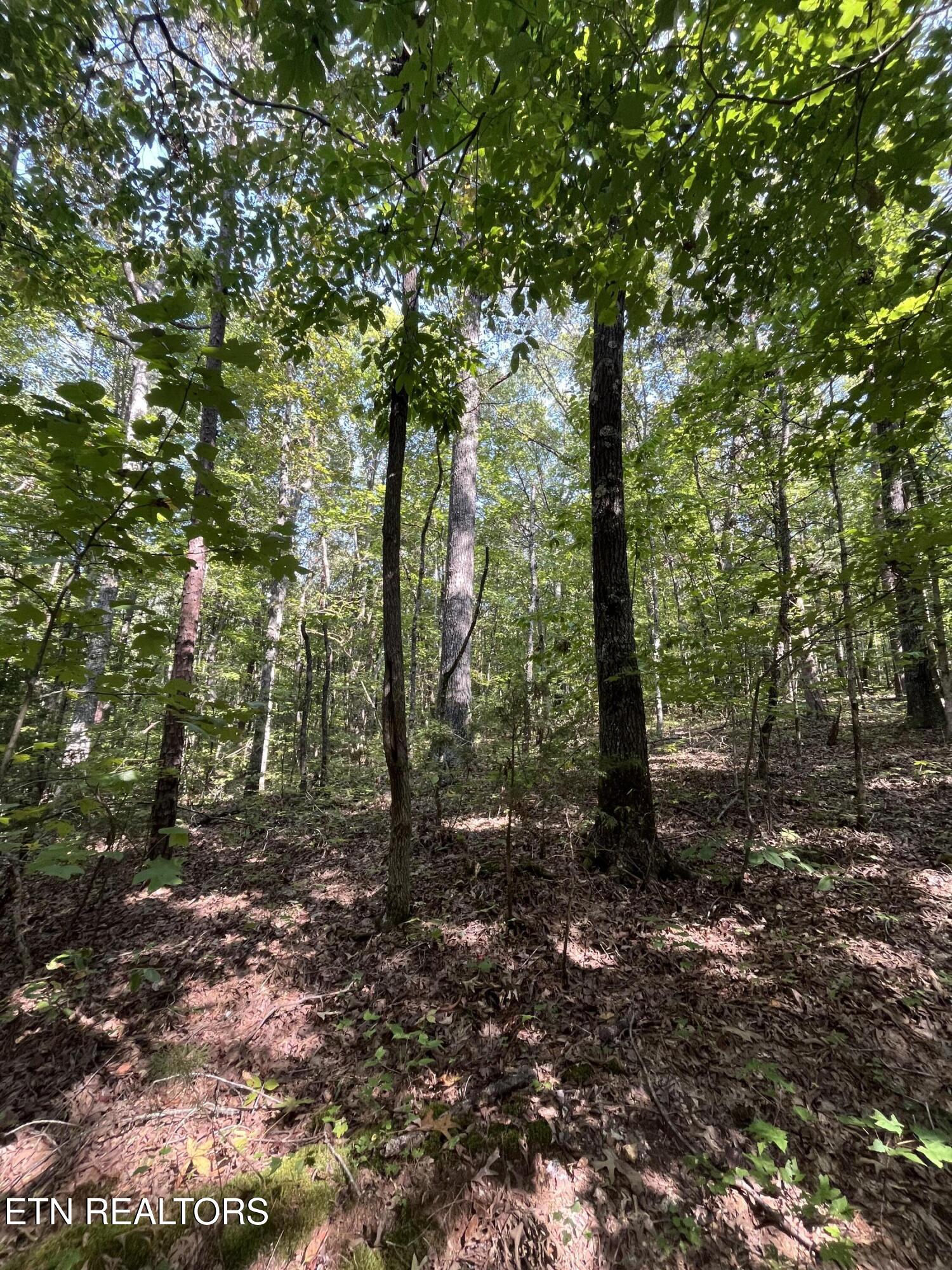552 New Providence Road Tellico Plains TN 37385