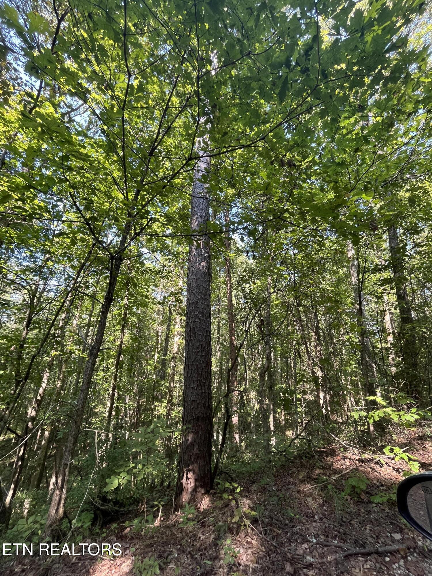 552 New Providence Road Tellico Plains TN 37385