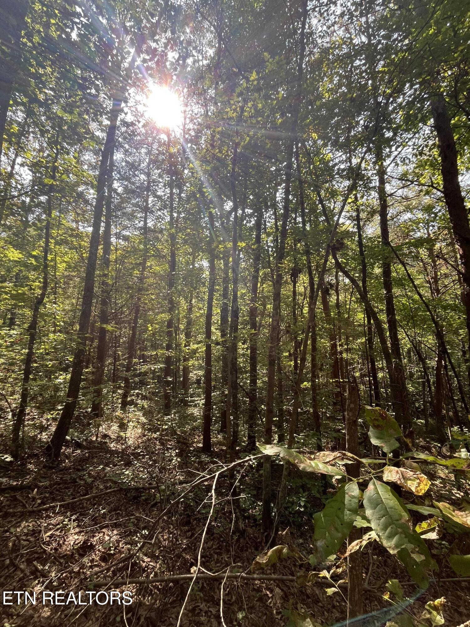 552 New Providence Road Tellico Plains TN 37385