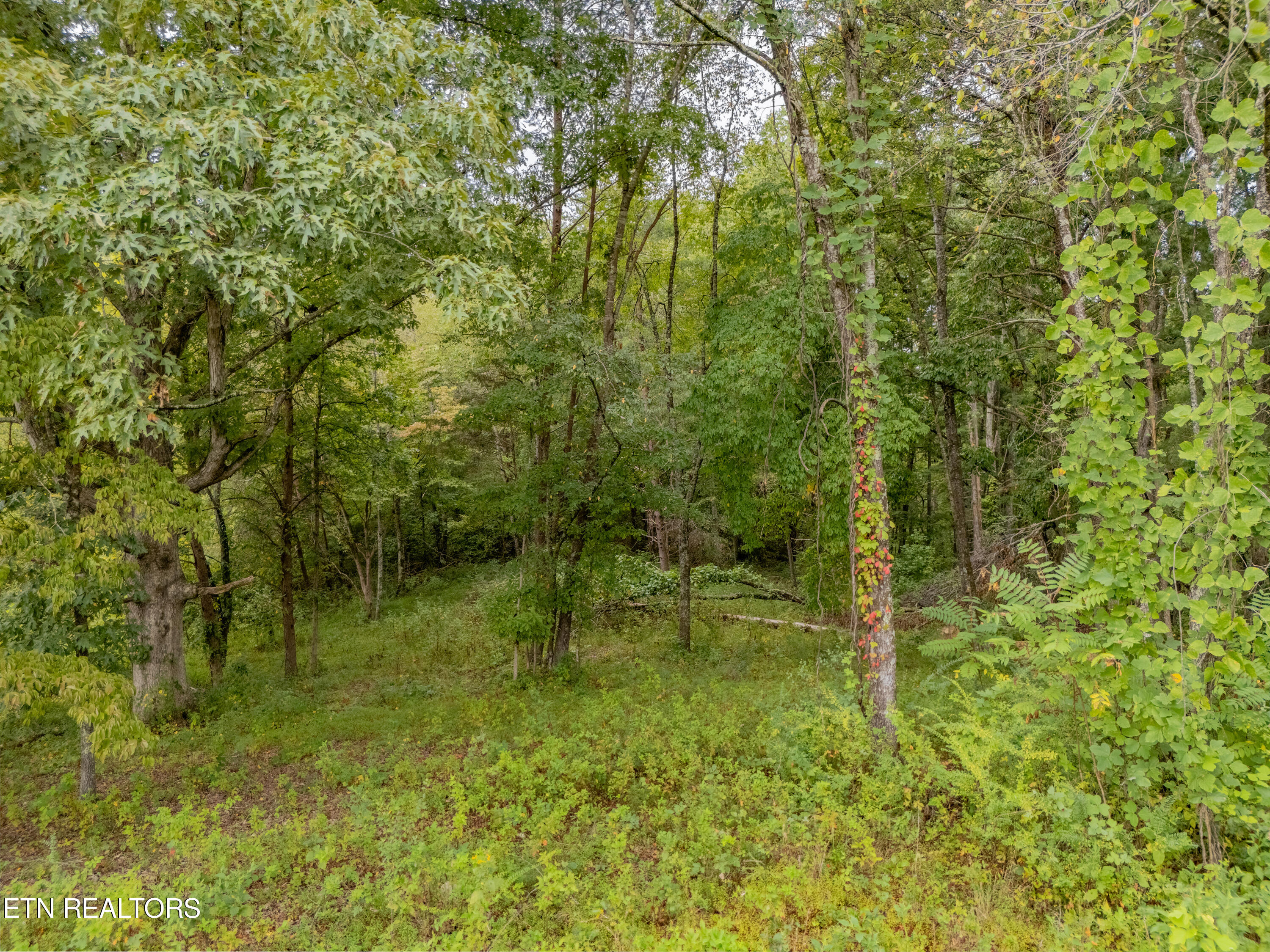 Lot 6 Black Oak Road Harriman TN 37748