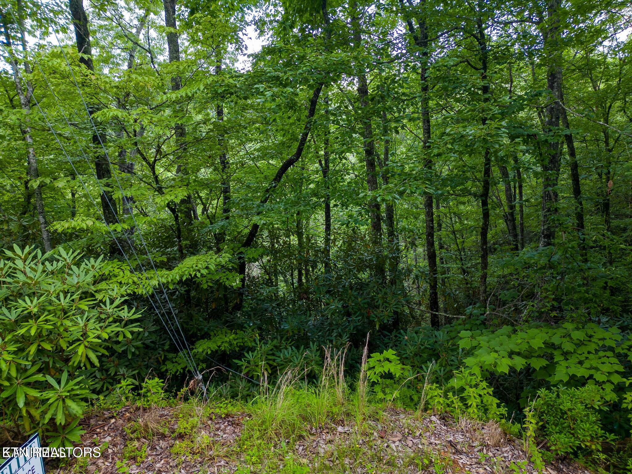Black Gum Gap Road Gatlinburg TN 37738