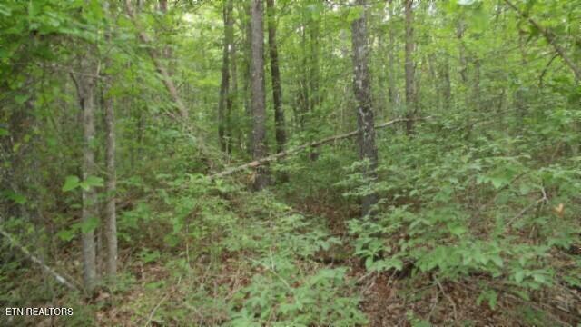 Lot 222 Hilltop Lane Wilder TN 38589