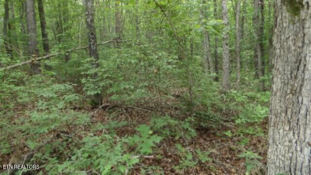 Lot 222 Hilltop Lane Wilder TN 38589