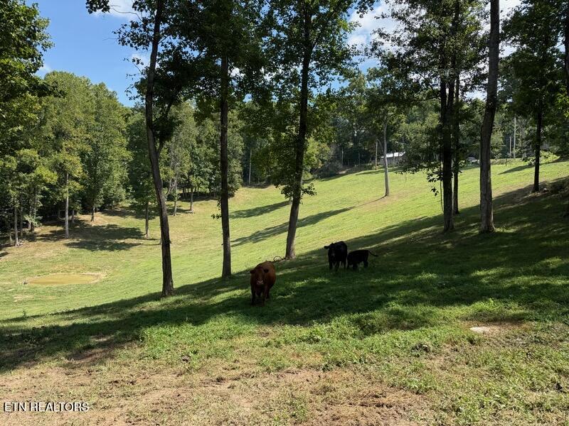 Locust Grove Road New Tazewell TN 37825