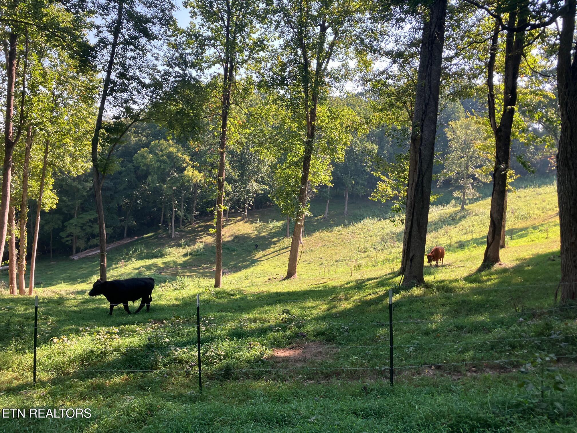 Locust Grove Road New Tazewell TN 37825