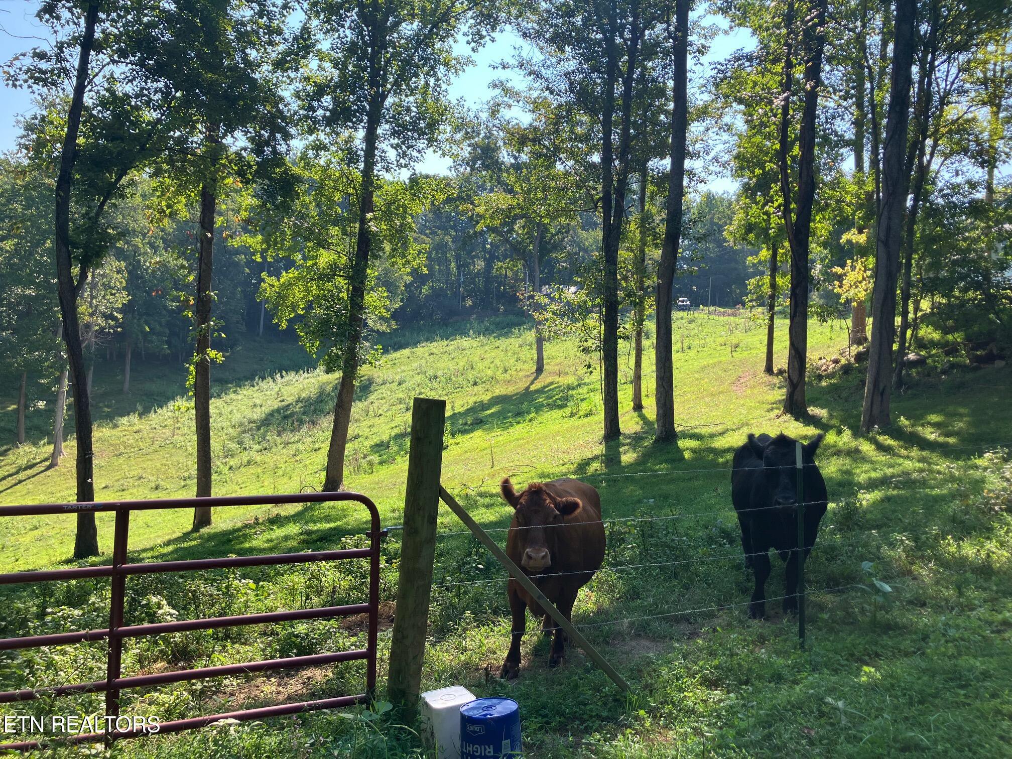 Locust Grove Road New Tazewell TN 37825