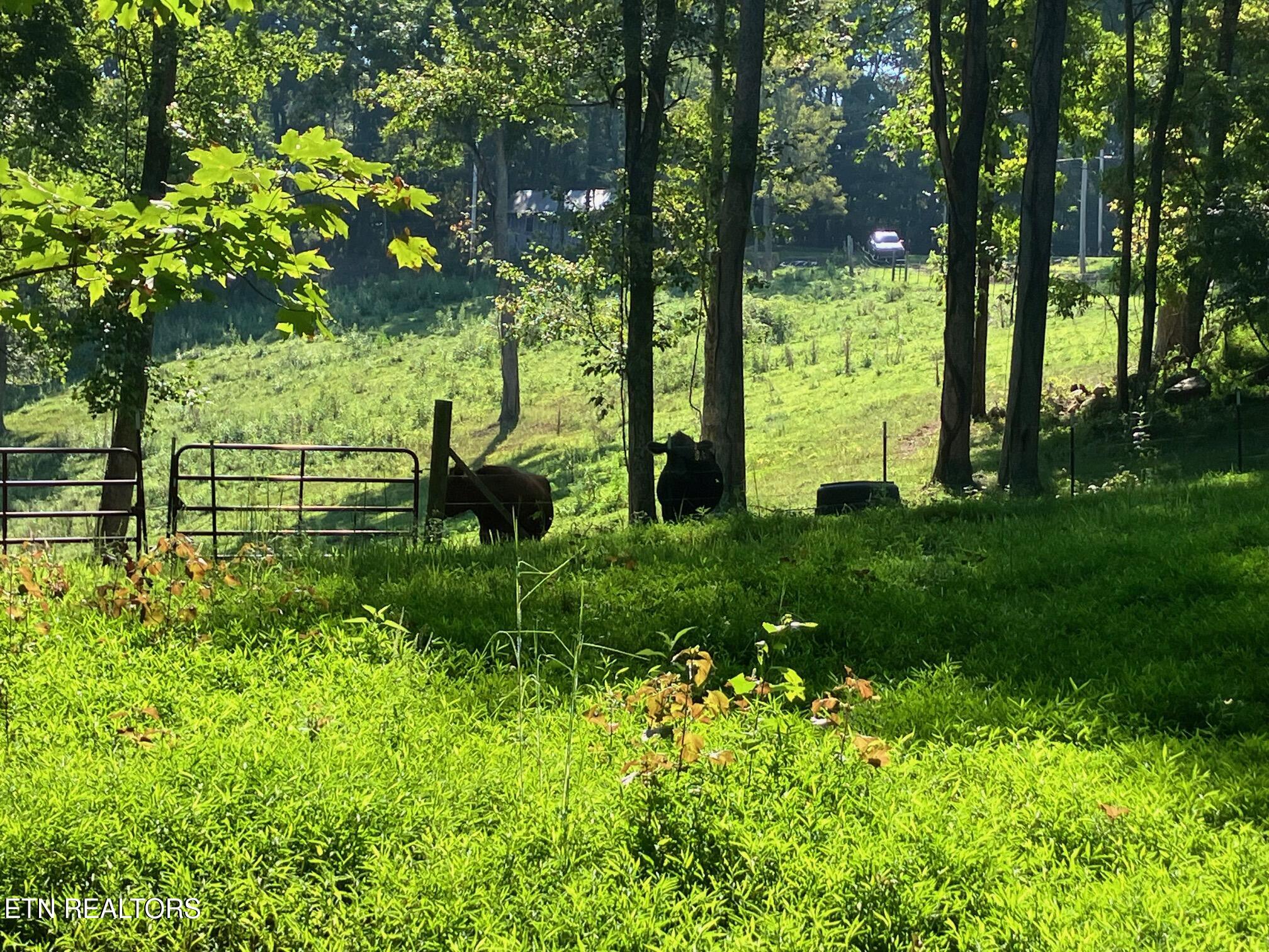 Locust Grove Road New Tazewell TN 37825