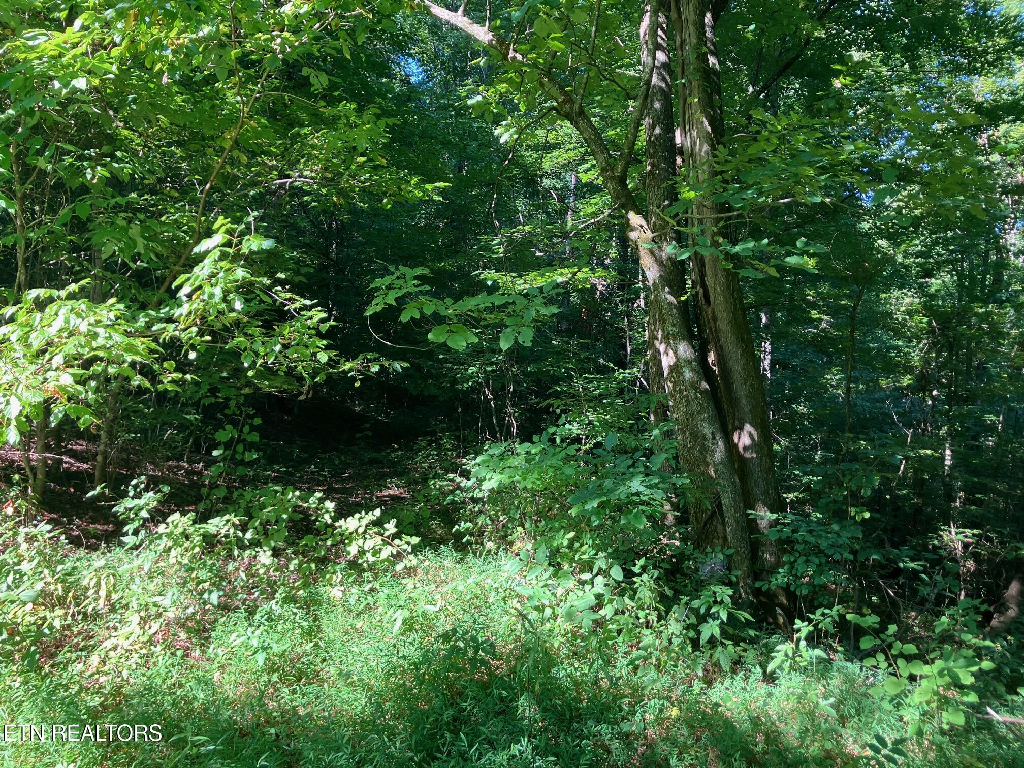 Locust Grove Road New Tazewell TN 37825