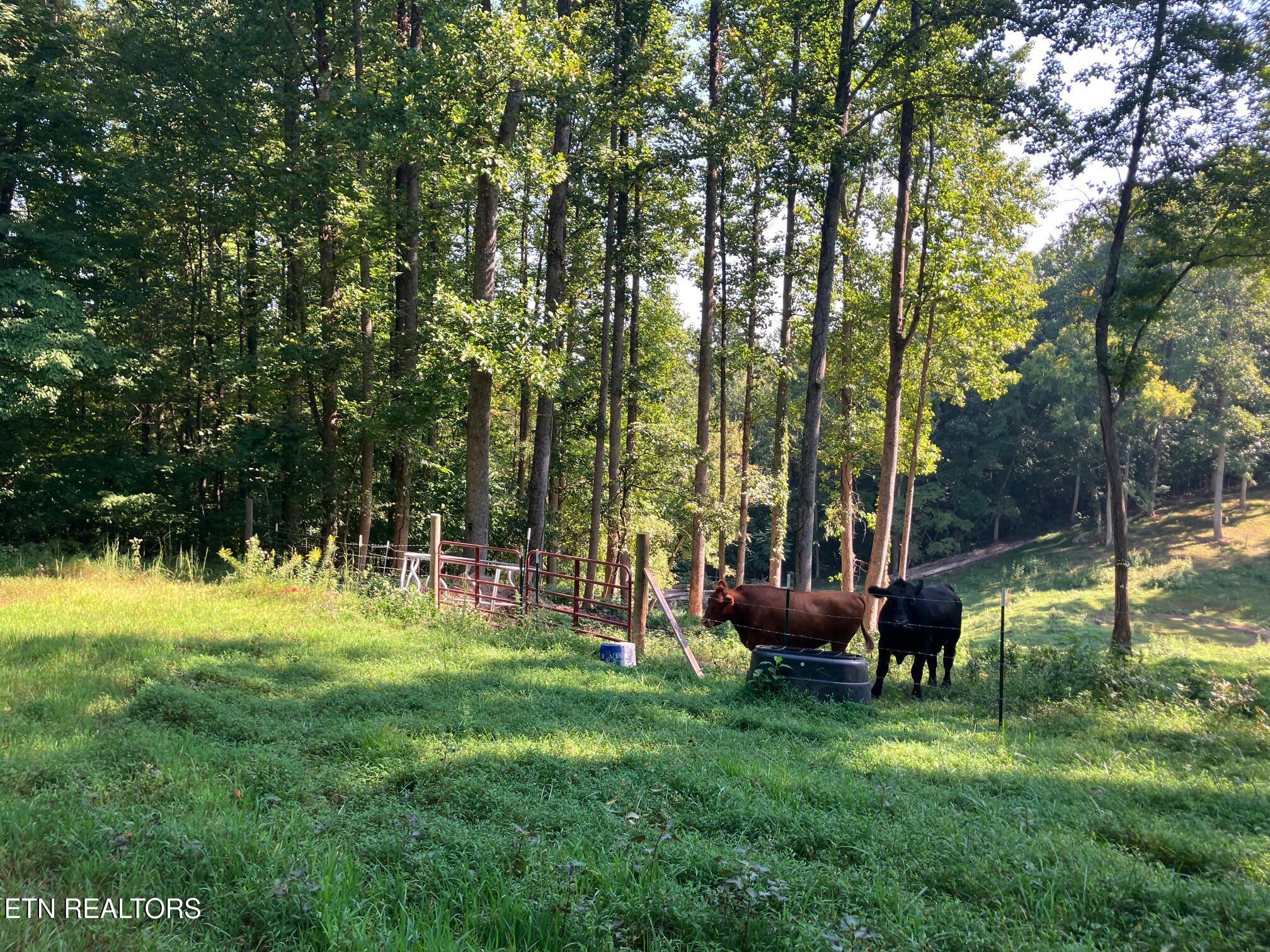 Locust Grove Road New Tazewell TN 37825