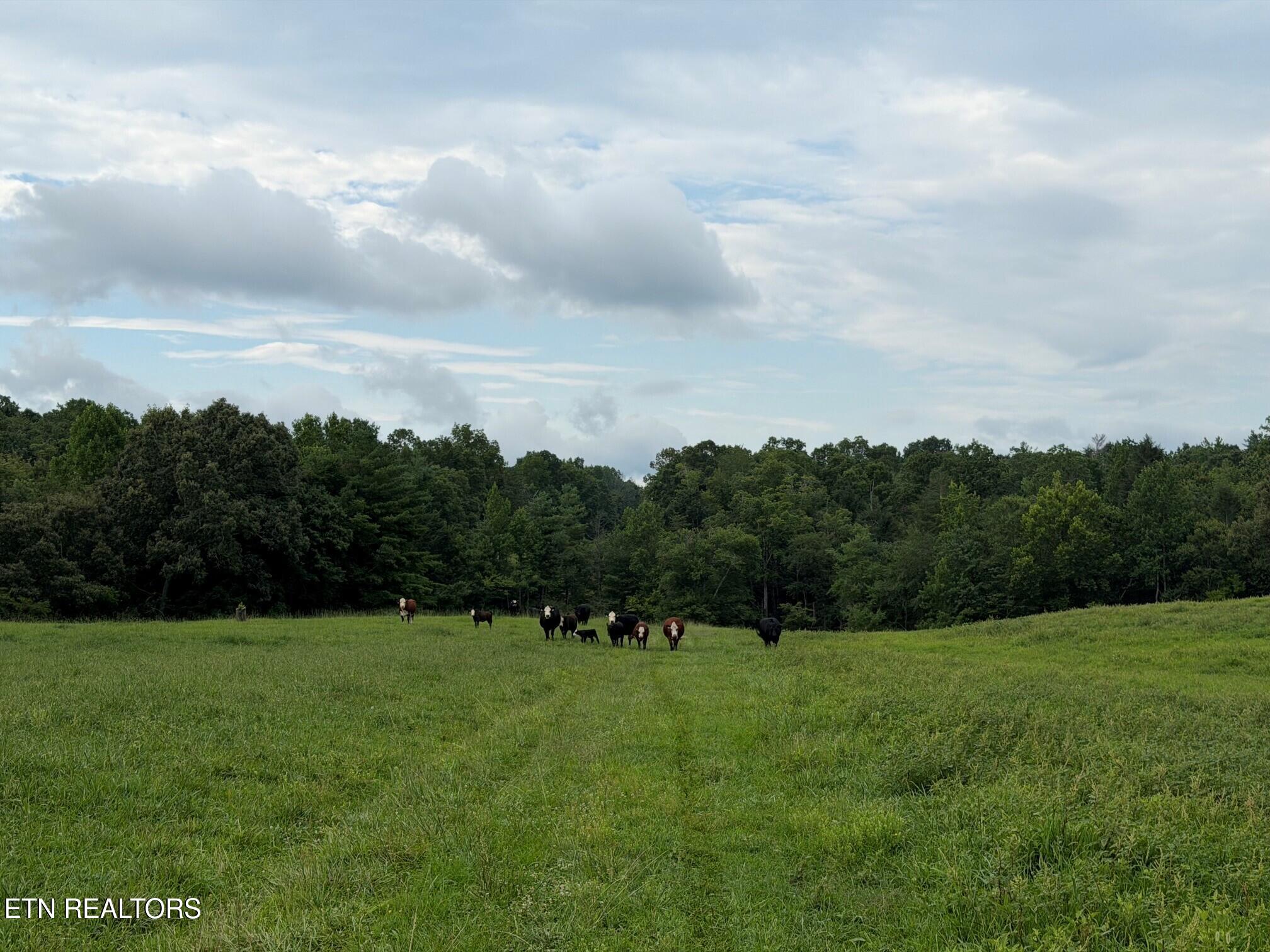1041 Walt Reed Road Grandview TN 37337