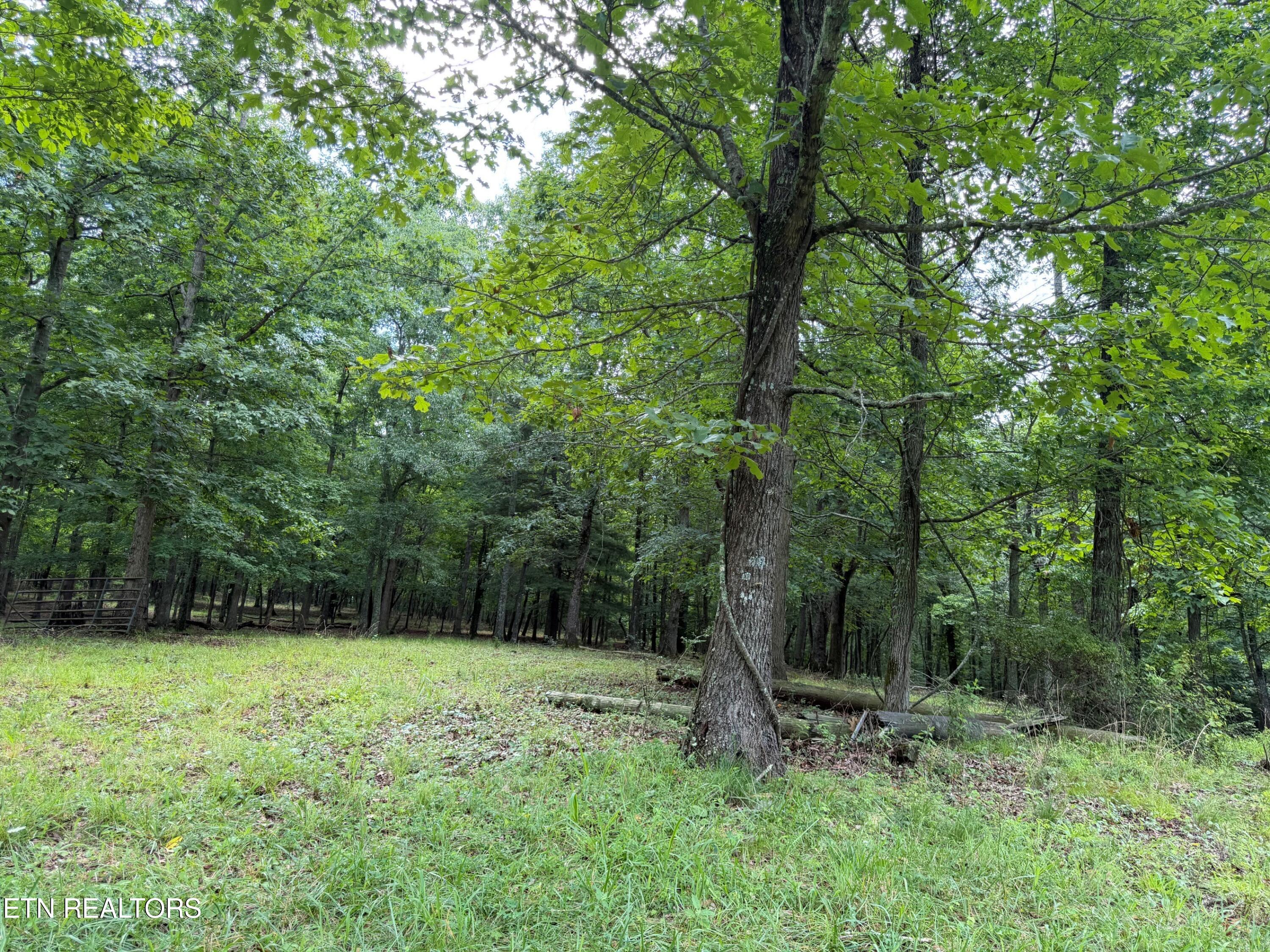 1041 Walt Reed Road Grandview TN 37337