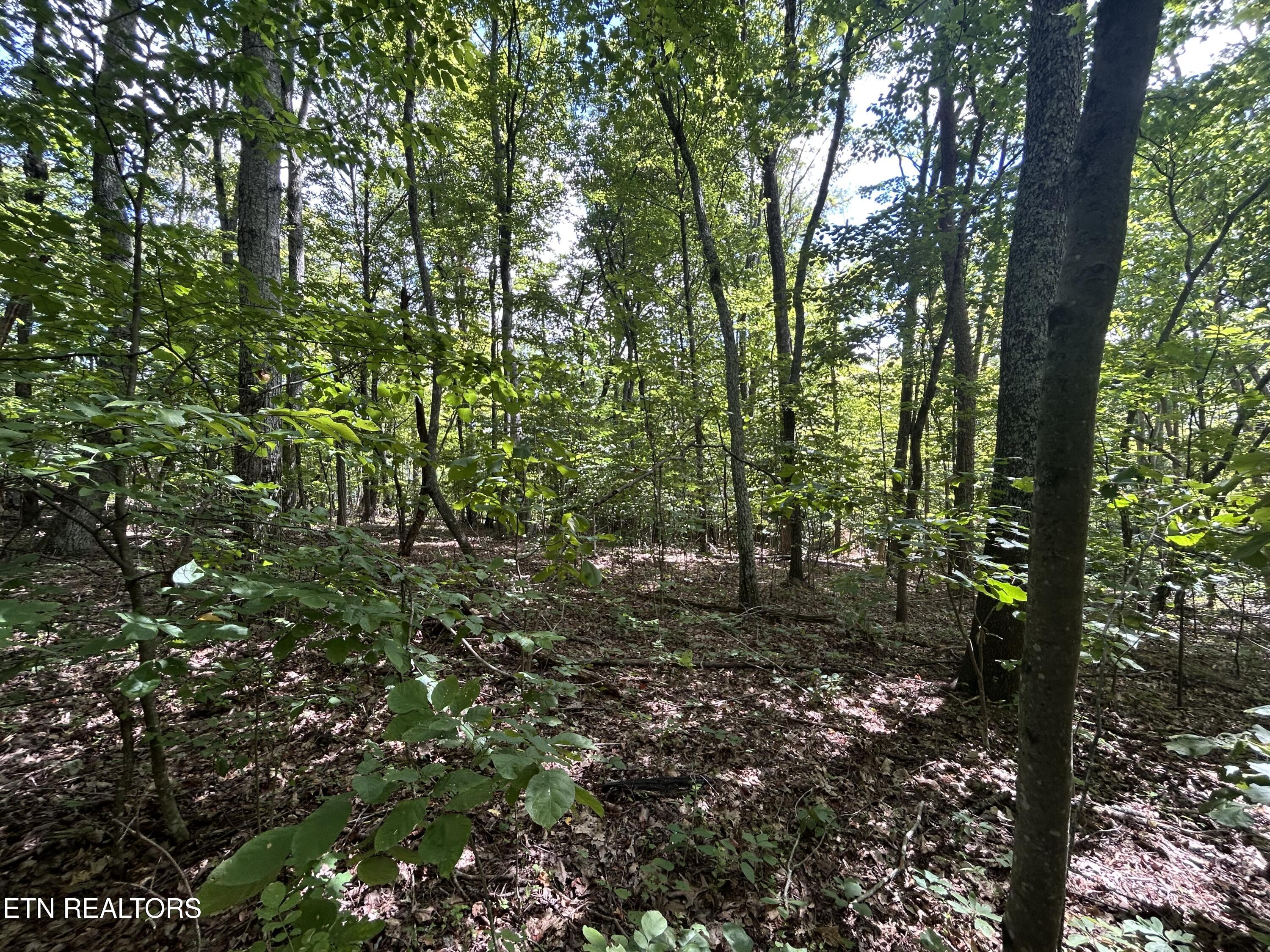 Lots 5&6 Clint Williams Road Rutledge TN 37861