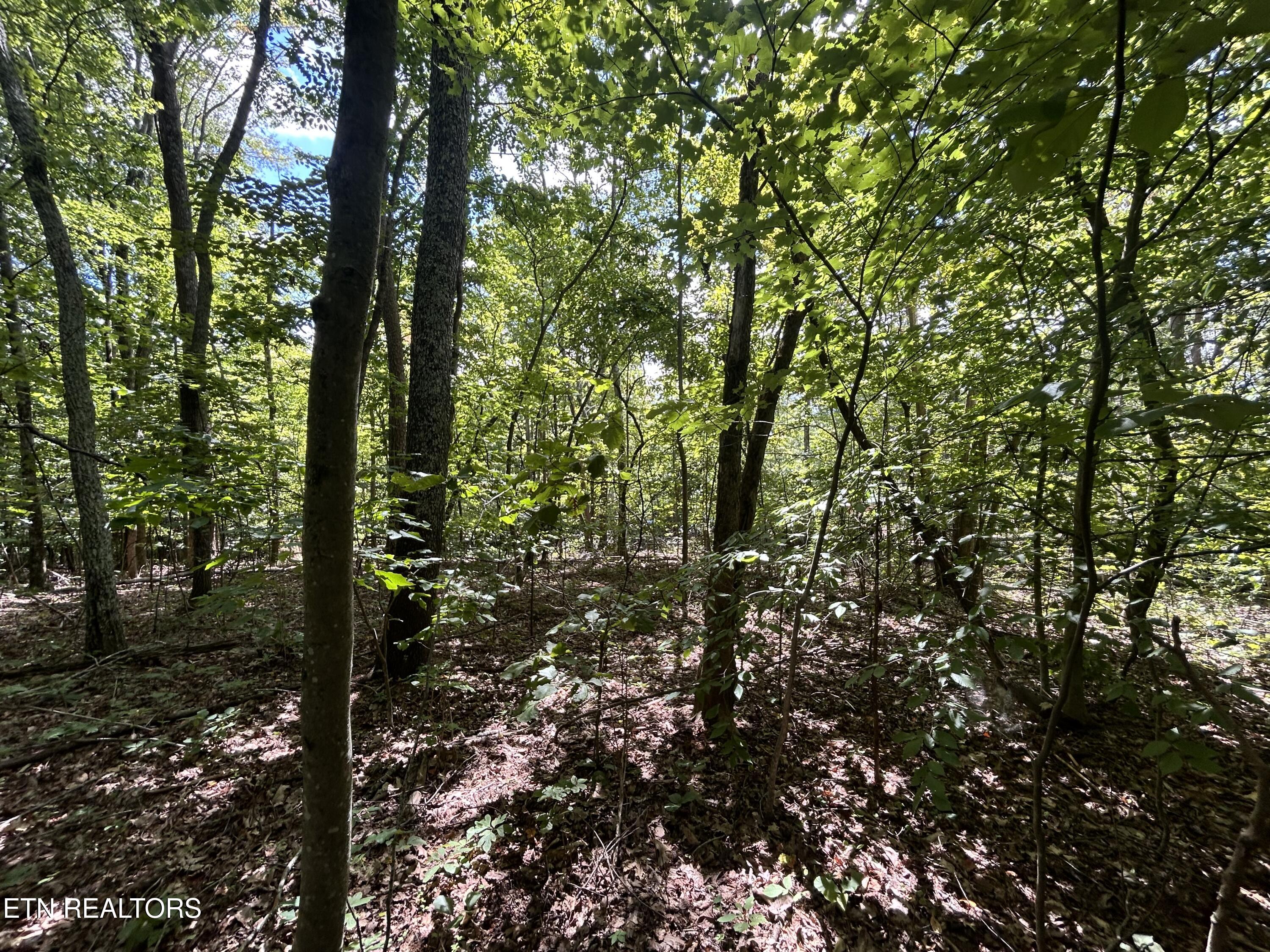 Lots 5&6 Clint Williams Road Rutledge TN 37861
