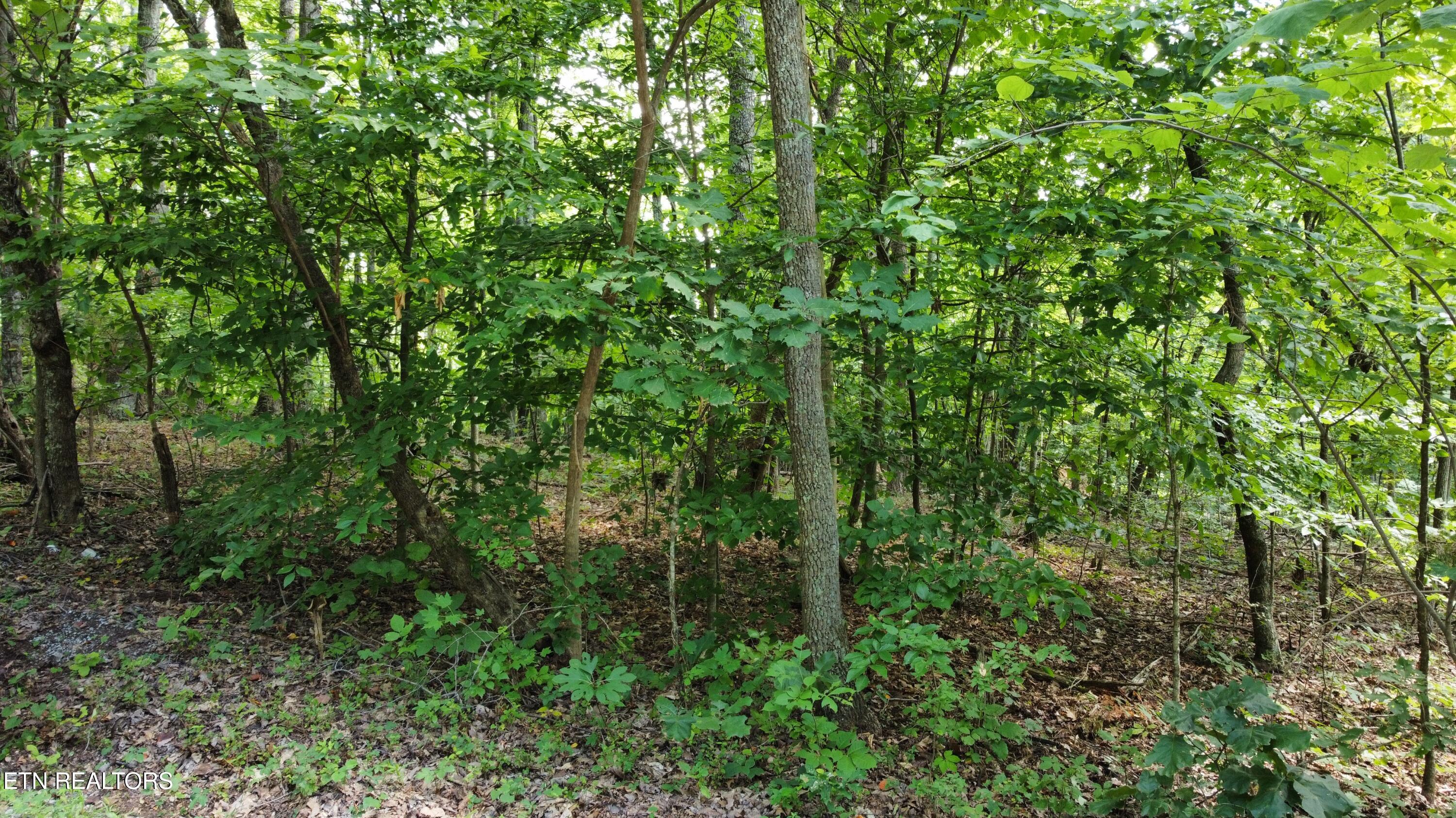 Lots 5&6 Clint Williams Road Rutledge TN 37861