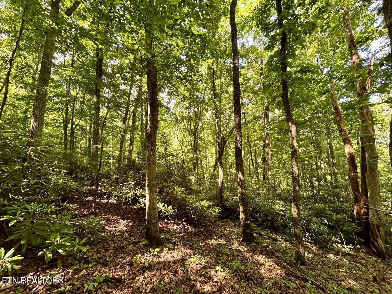 Tbd Grand Country Drive Cosby TN 37722
