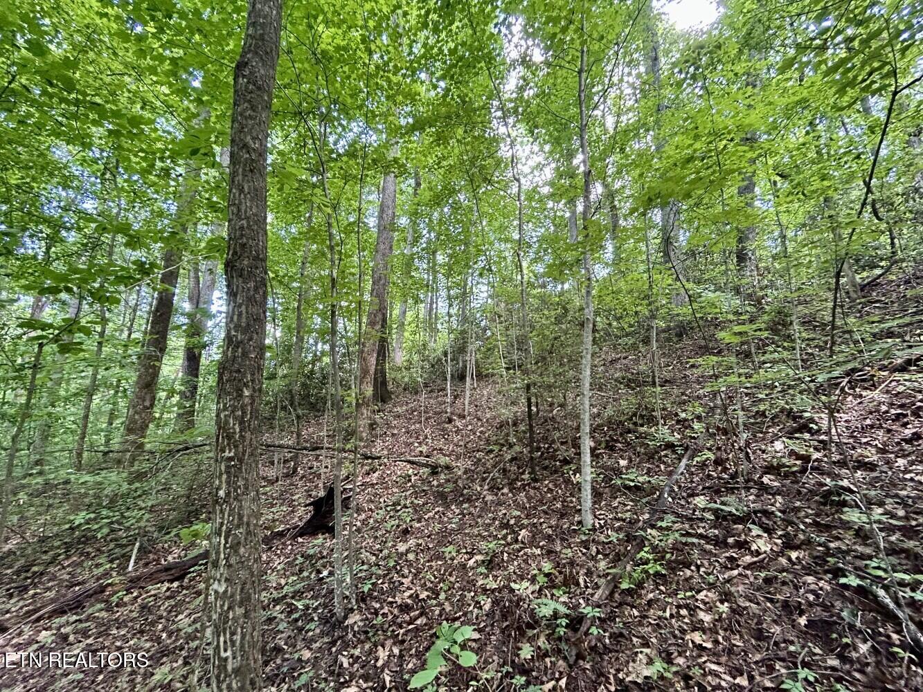 Tbd Grand Country Drive Cosby TN 37722