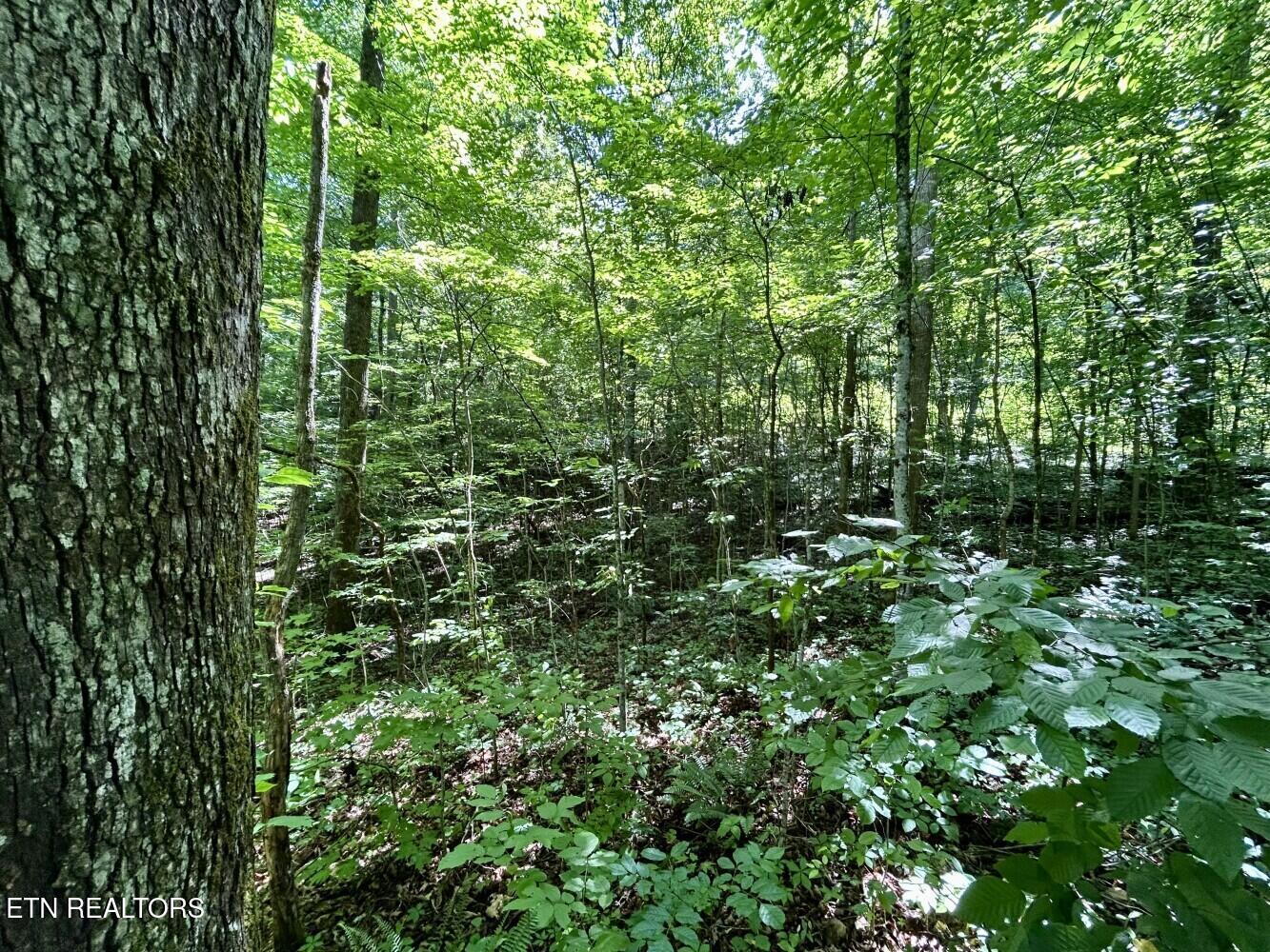 Tbd Grand Country Drive Cosby TN 37722