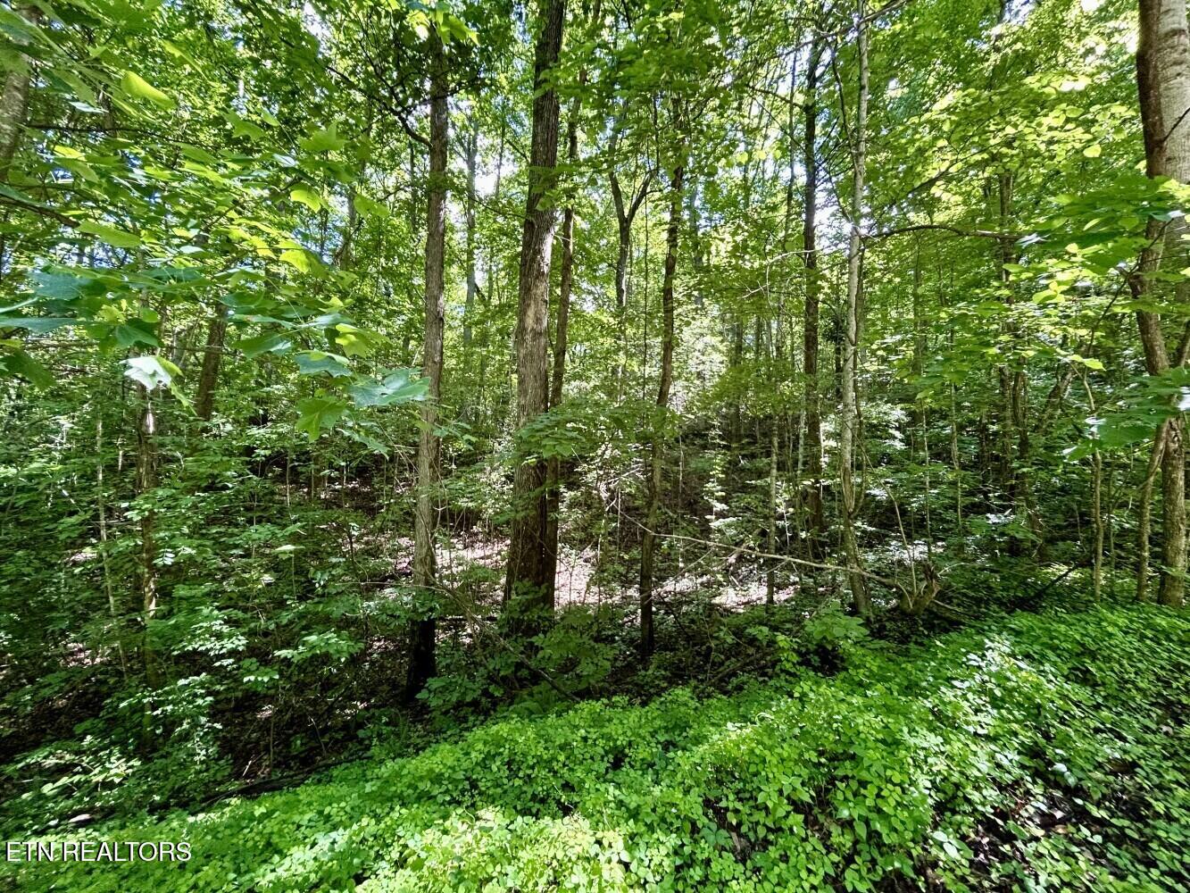 Tbd Grand Country Drive Cosby TN 37722