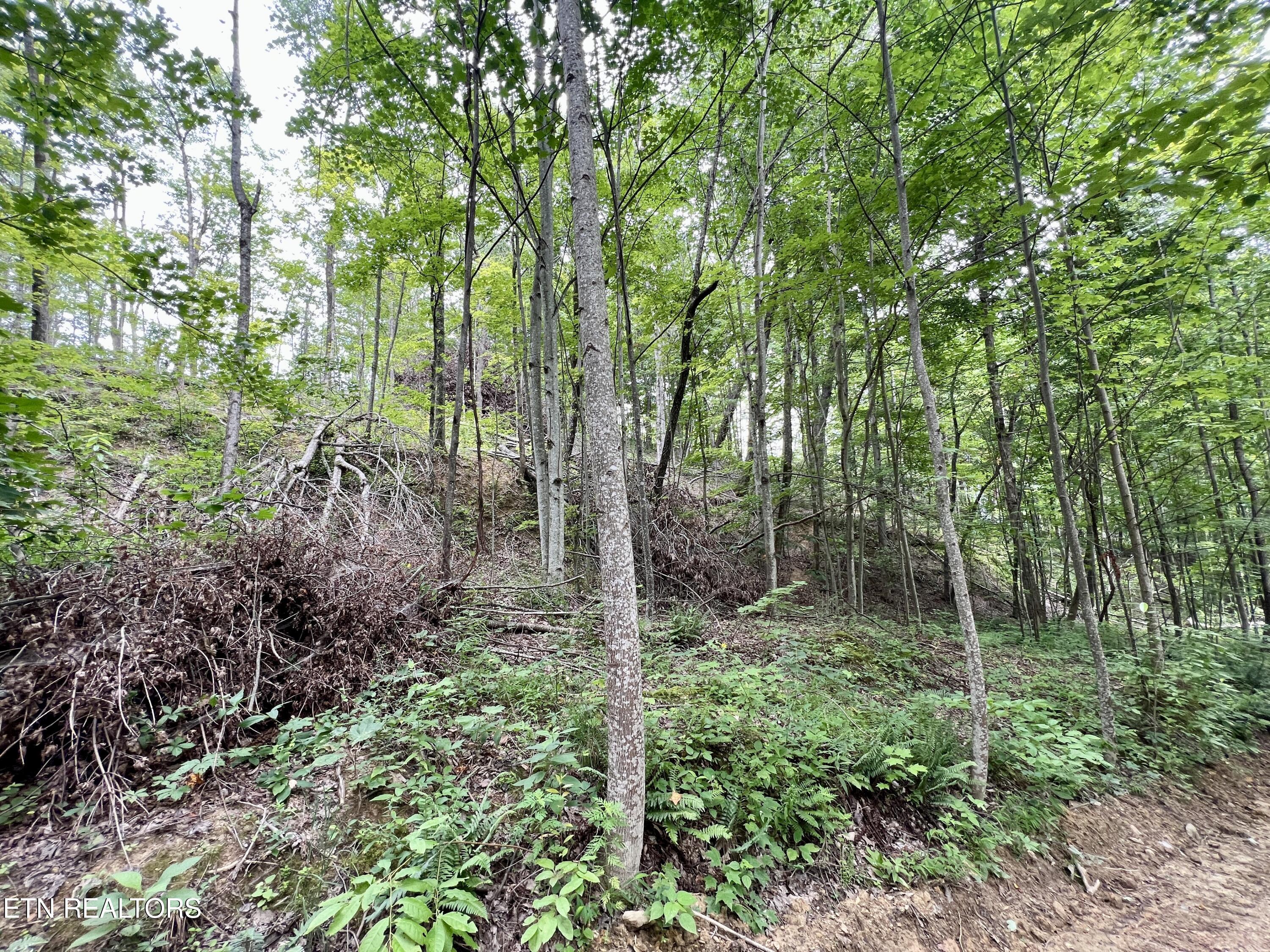 Wool Lane Jellico TN 37762