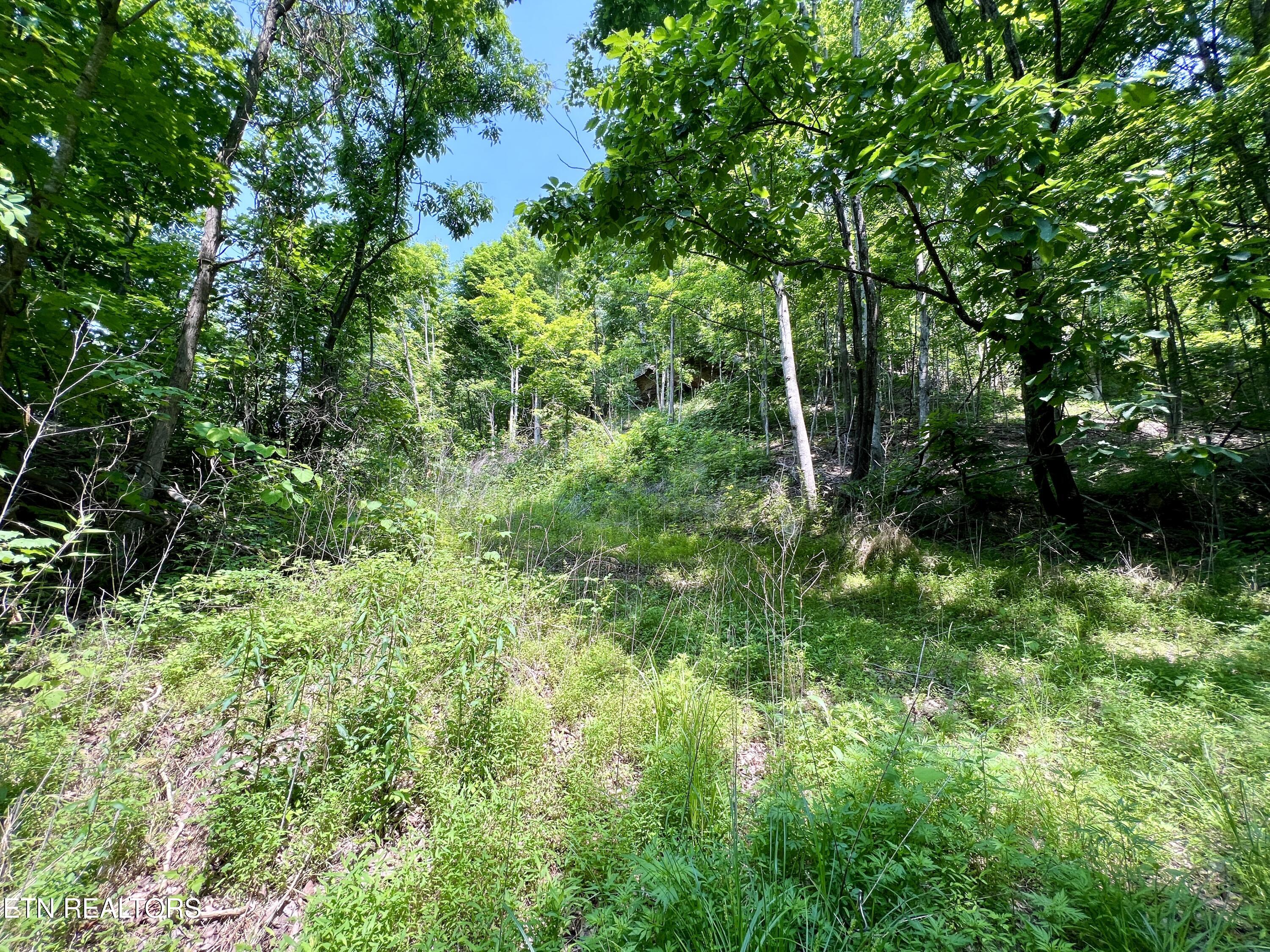 Wool Lane Jellico TN 37762