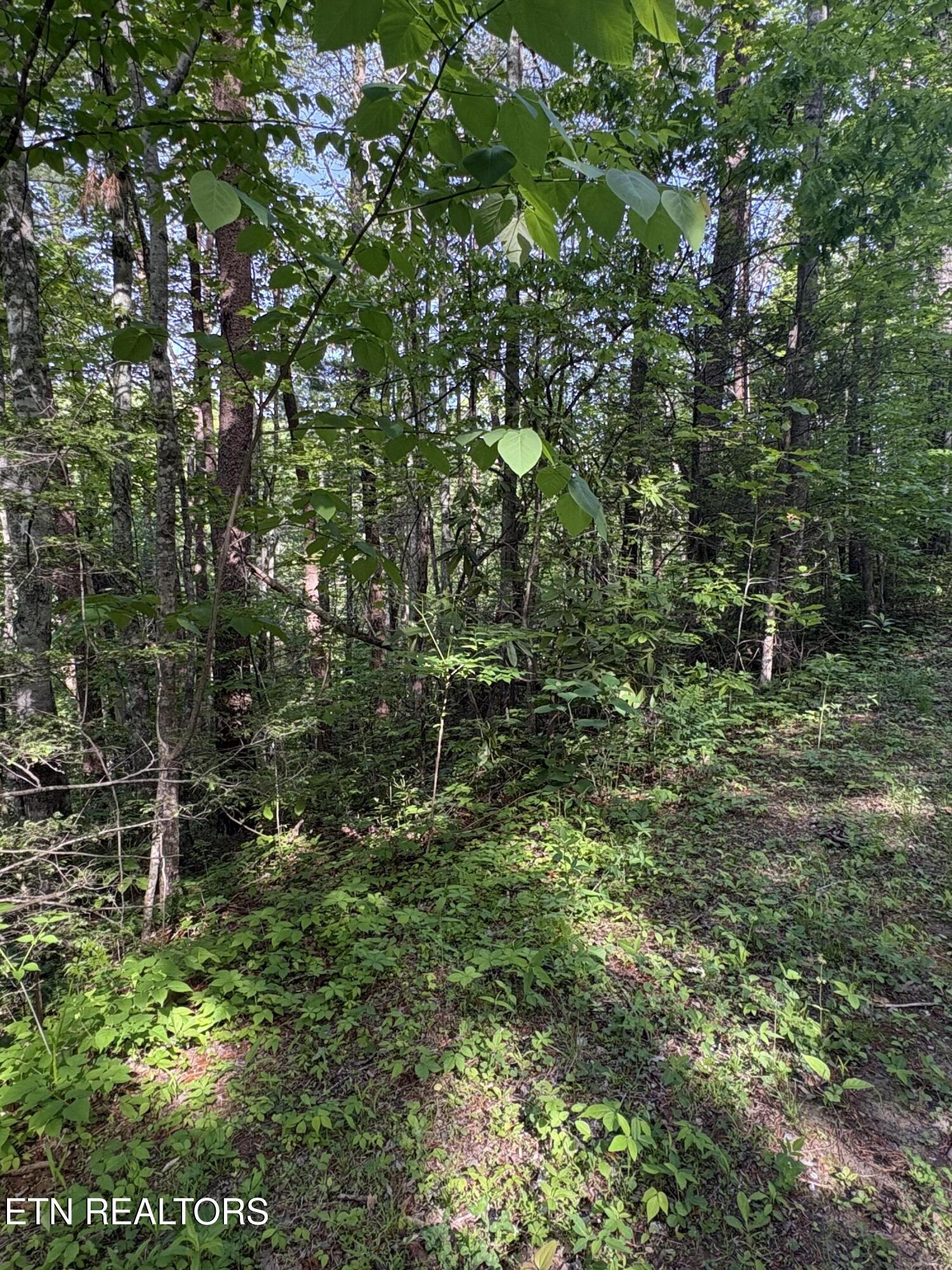 Lot 6 Walnut Flats Road Walland TN 37886