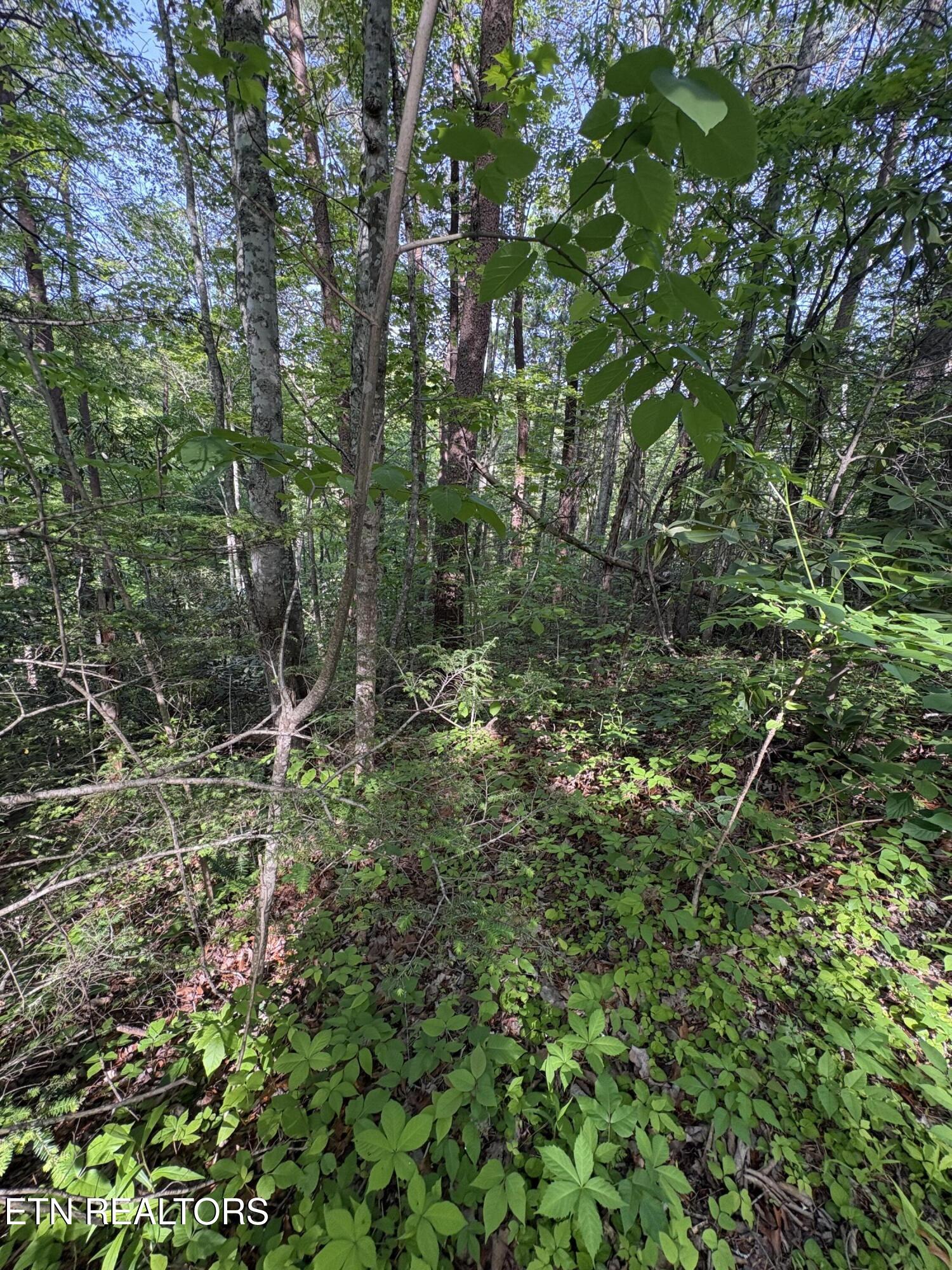 Lot 6 Walnut Flats Road Walland TN 37886