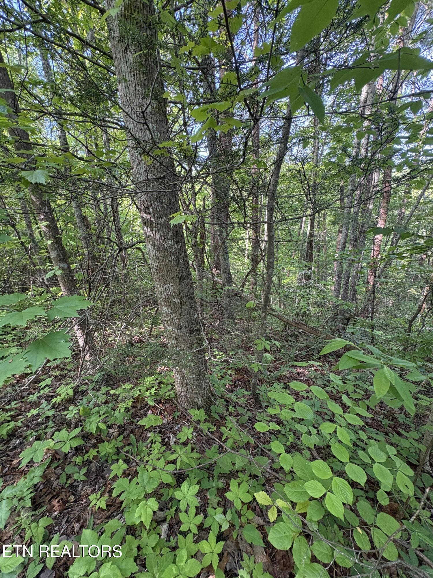 Lot 6 Walnut Flats Road Walland TN 37886