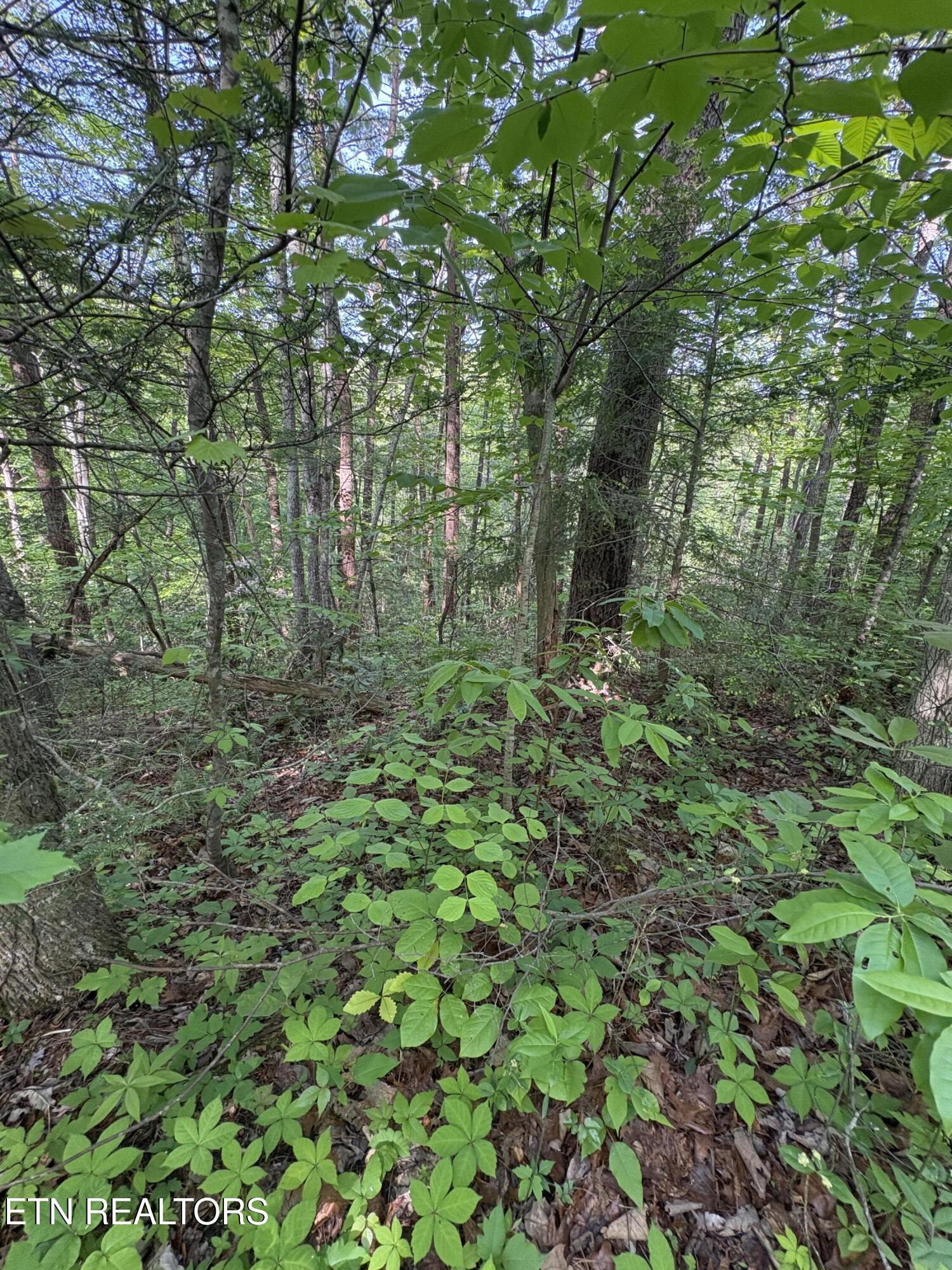 Lot 6 Walnut Flats Road Walland TN 37886