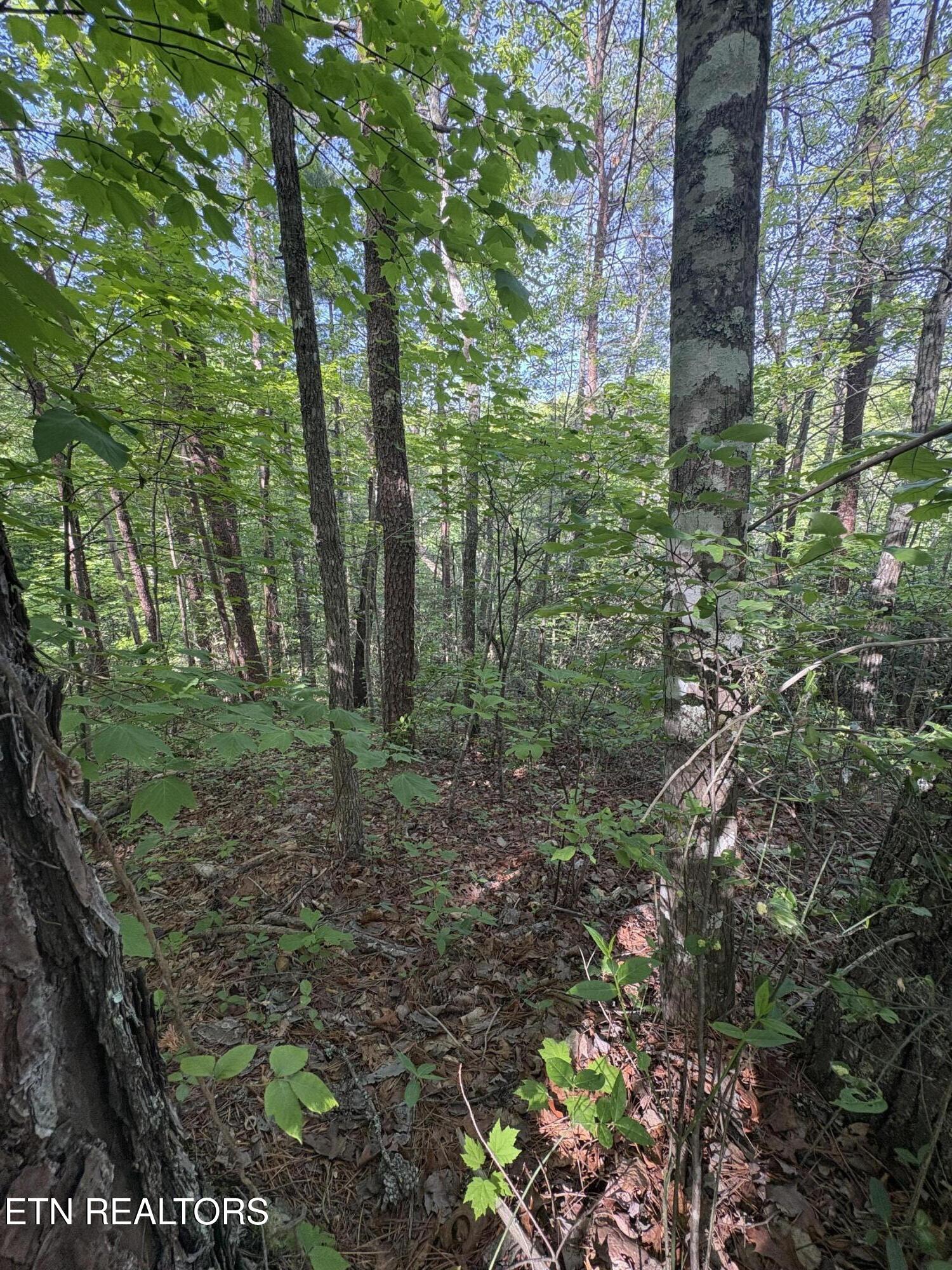 Lot 6 Walnut Flats Road Walland TN 37886