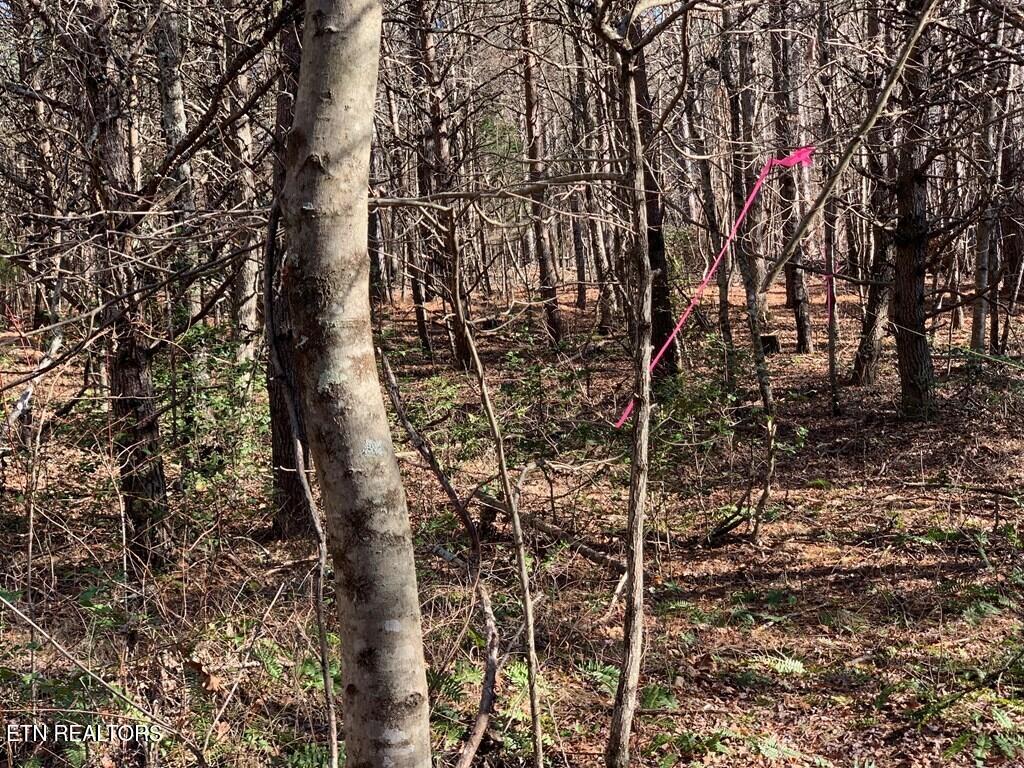 Tract 2 Lone Wolf Trail Spencer TN 38585