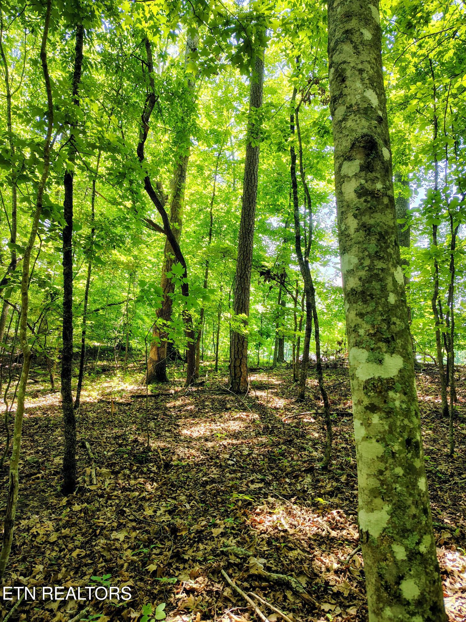 138 Stooksbury Lane Andersonville TN 37705