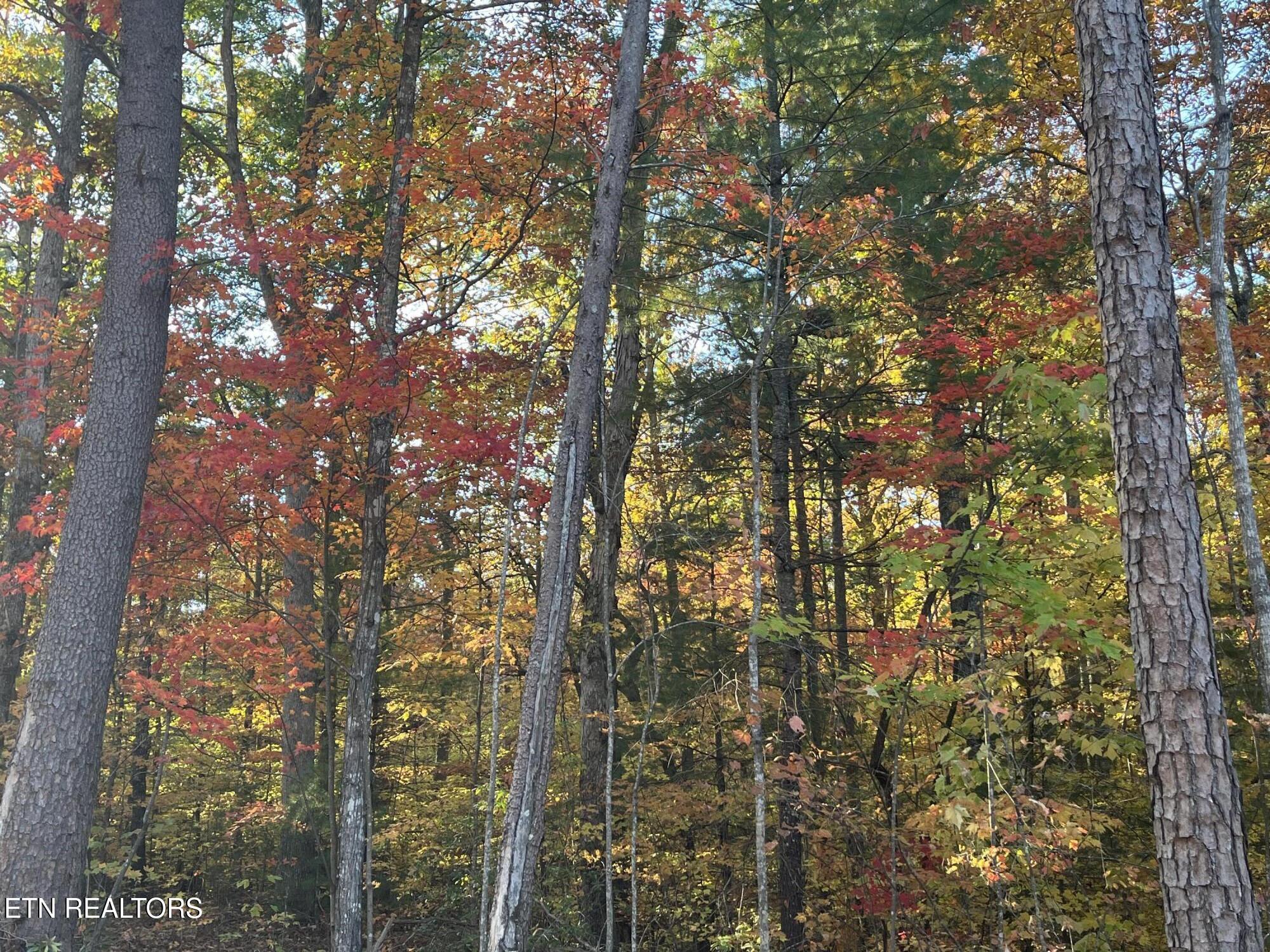 109 Cherokee Path Tellico Plains TN 37385