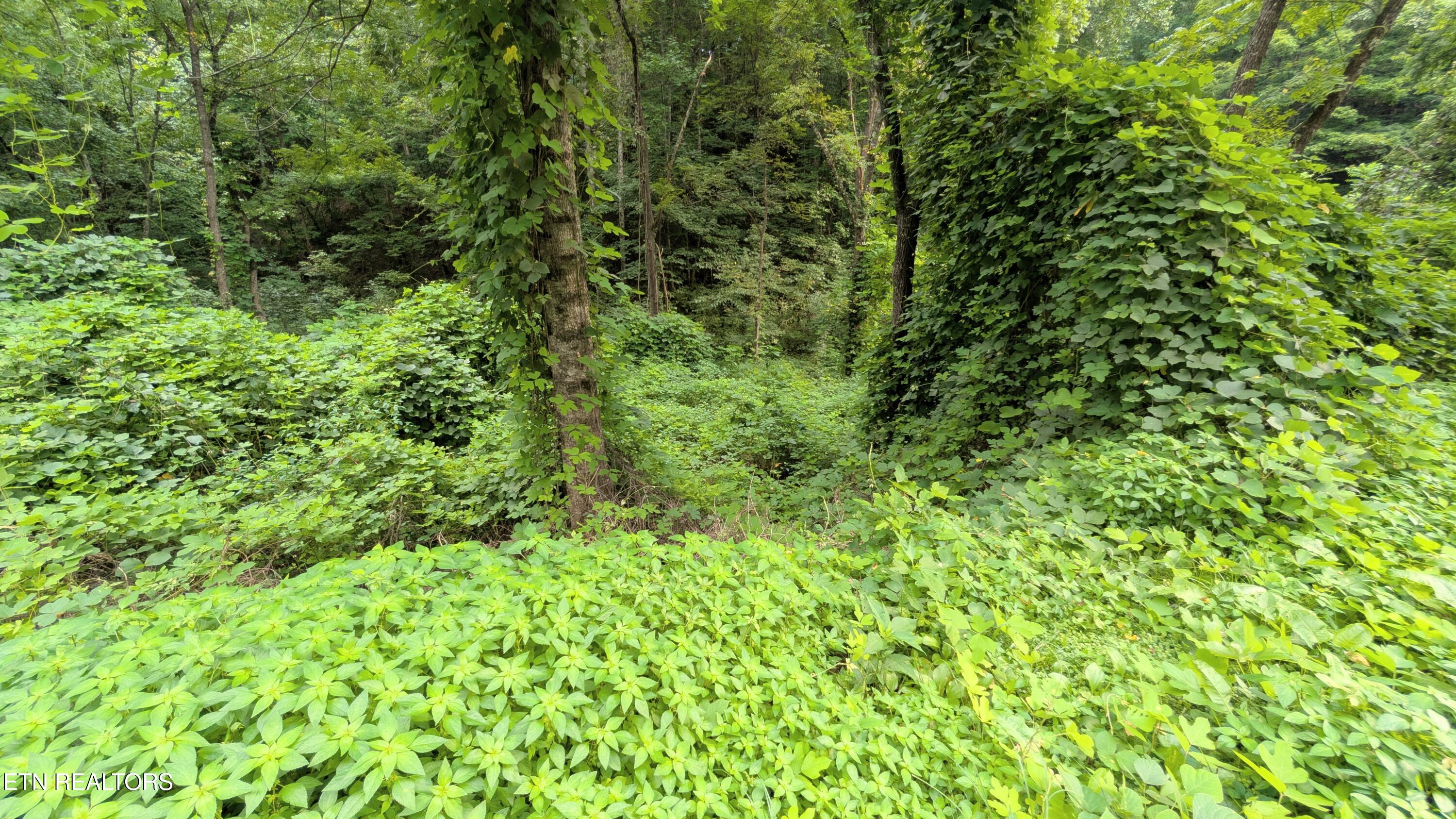 1309 Matthews Hollow Road Sevierville TN 37876