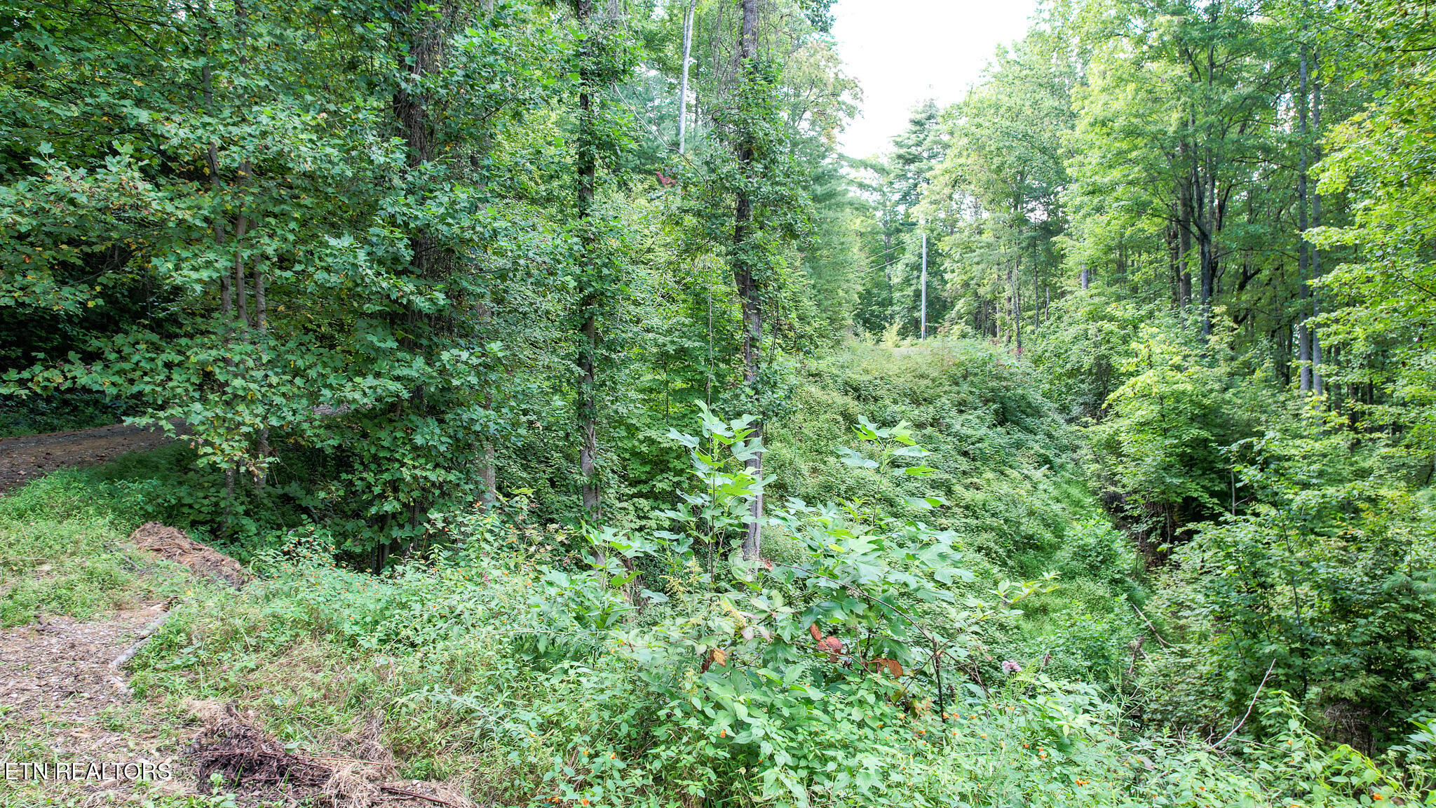 740 Johns Creek Road Del Rio TN 37727