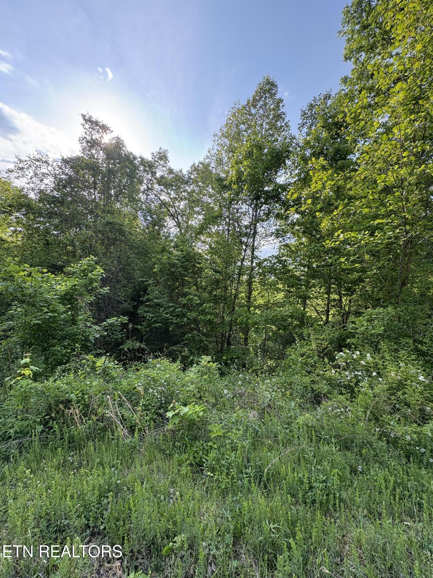 Lot 29 Saddleridge Drive Speedwell TN 37870