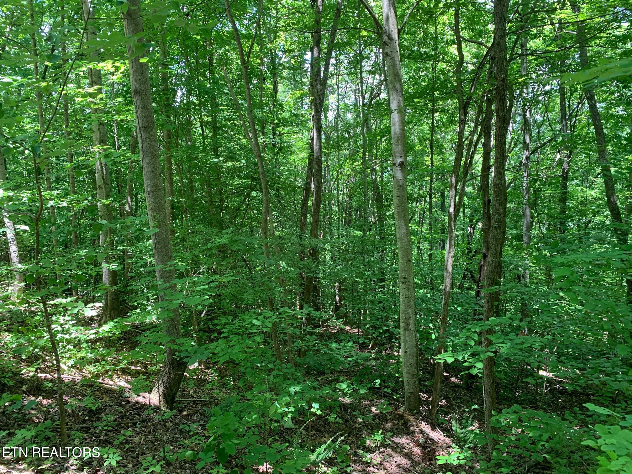 S Cove Road Maynardville TN 37807