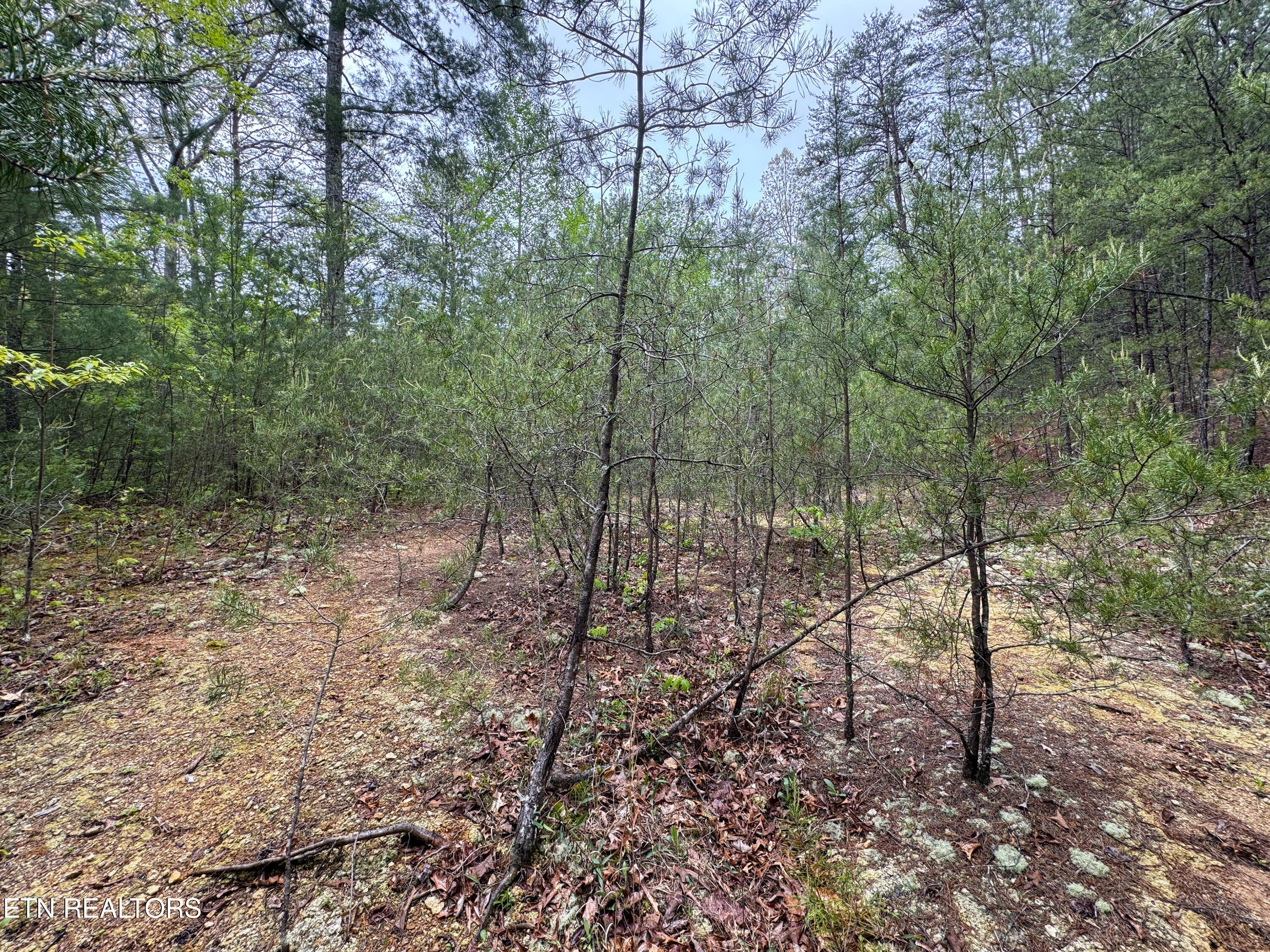 376 Summer House Hollow Road Del Rio TN 37727