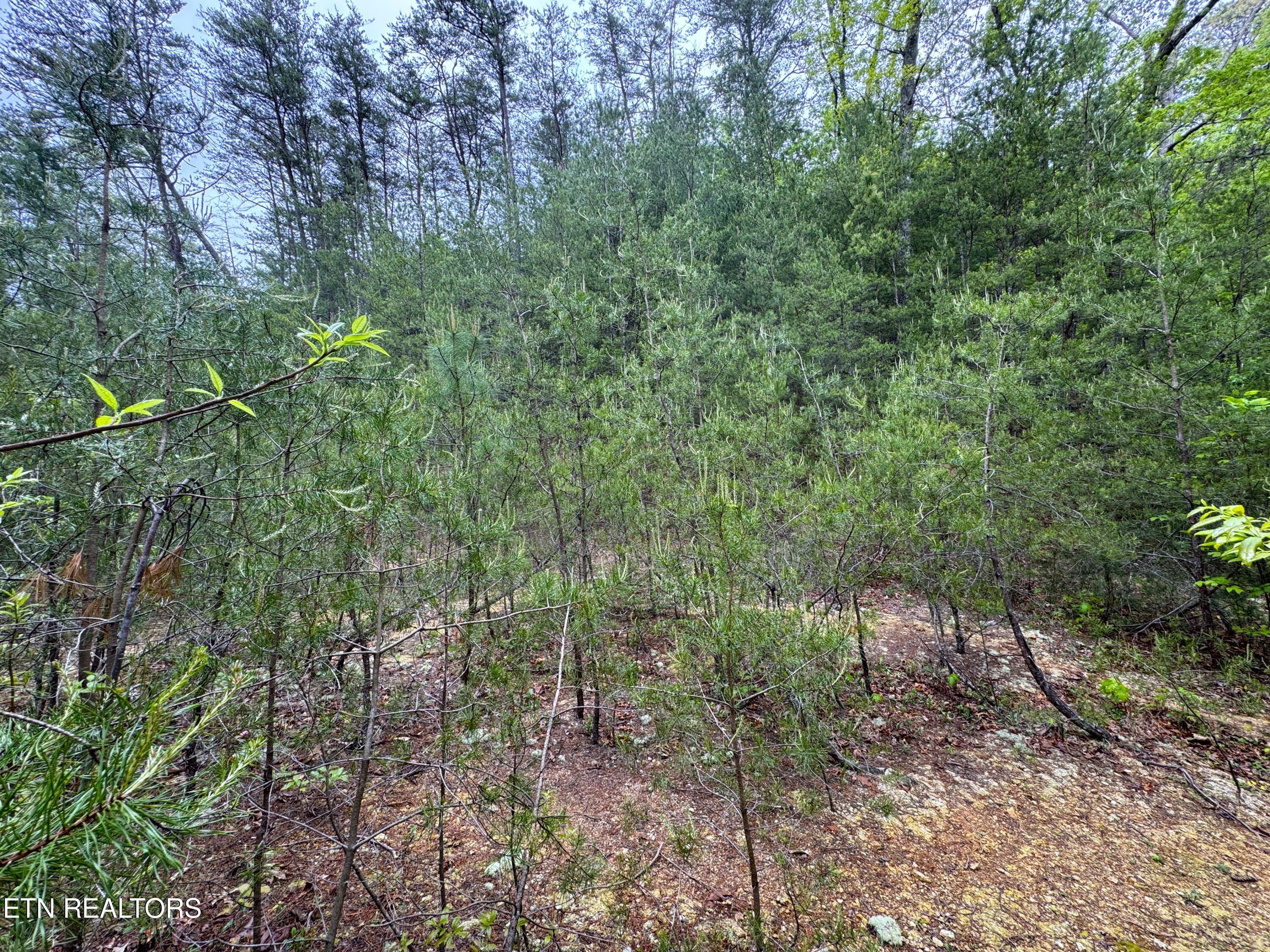 376 Summer House Hollow Road Del Rio TN 37727