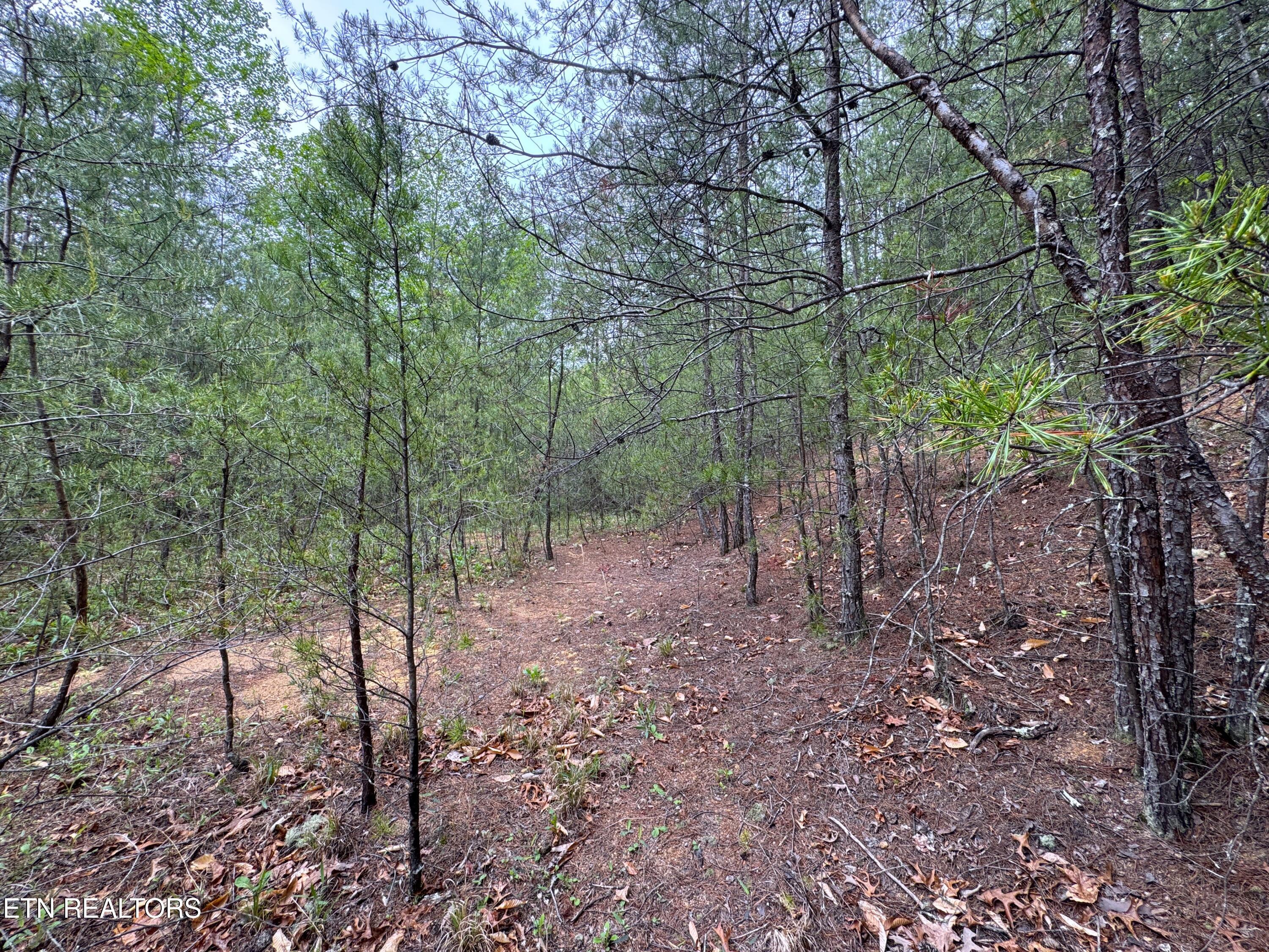376 Summer House Hollow Road Del Rio TN 37727
