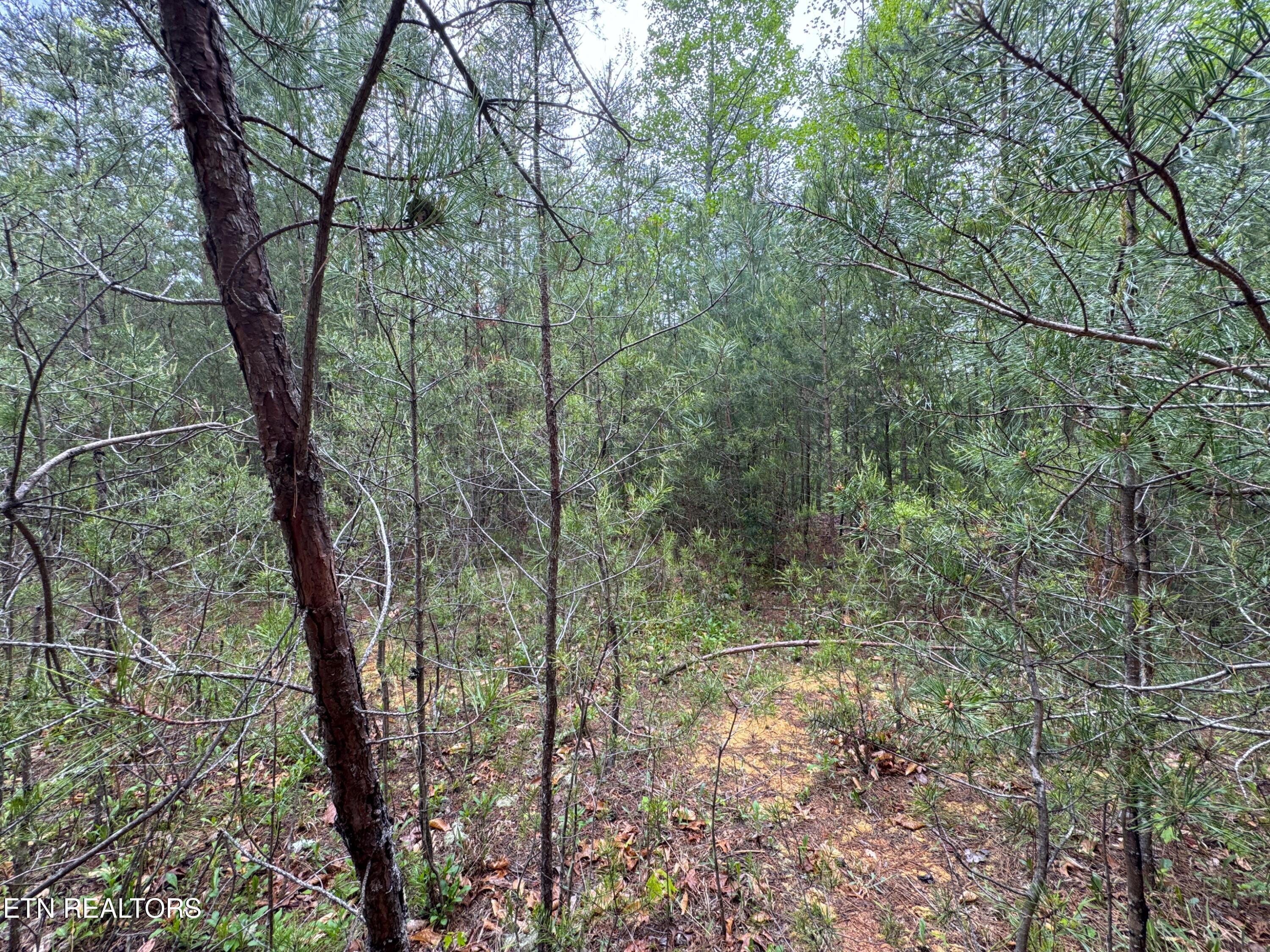 376 Summer House Hollow Road Del Rio TN 37727